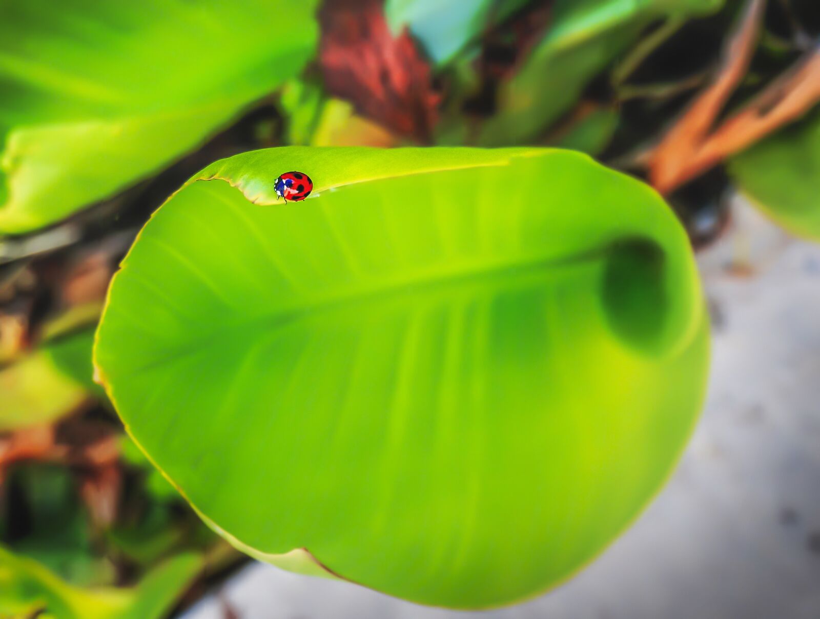 Sony Alpha NEX-5T sample photo. Lady bird, insert, nature photography