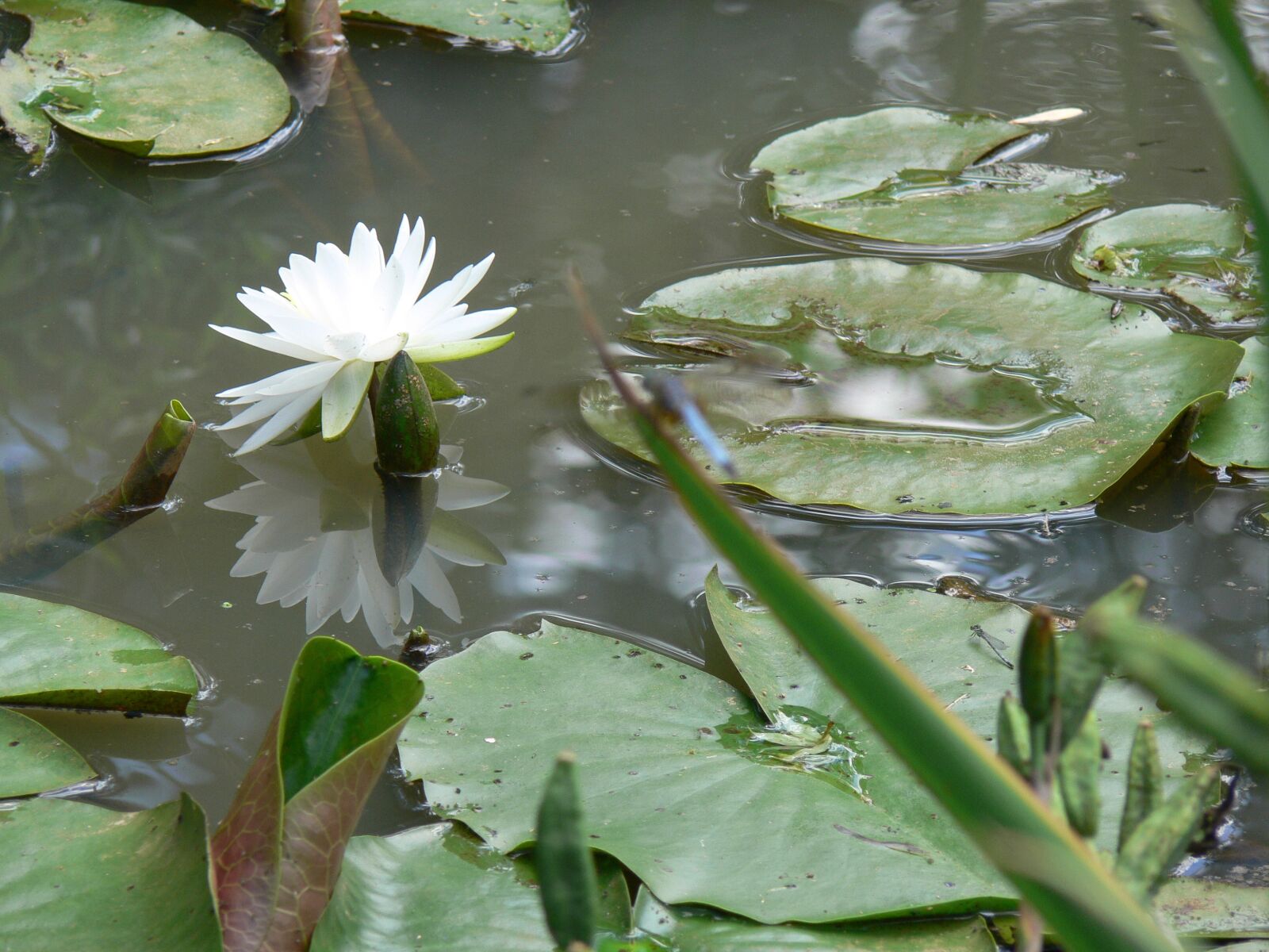 Panasonic DMC-FZ30 sample photo. White lotus, plant, dwarf photography