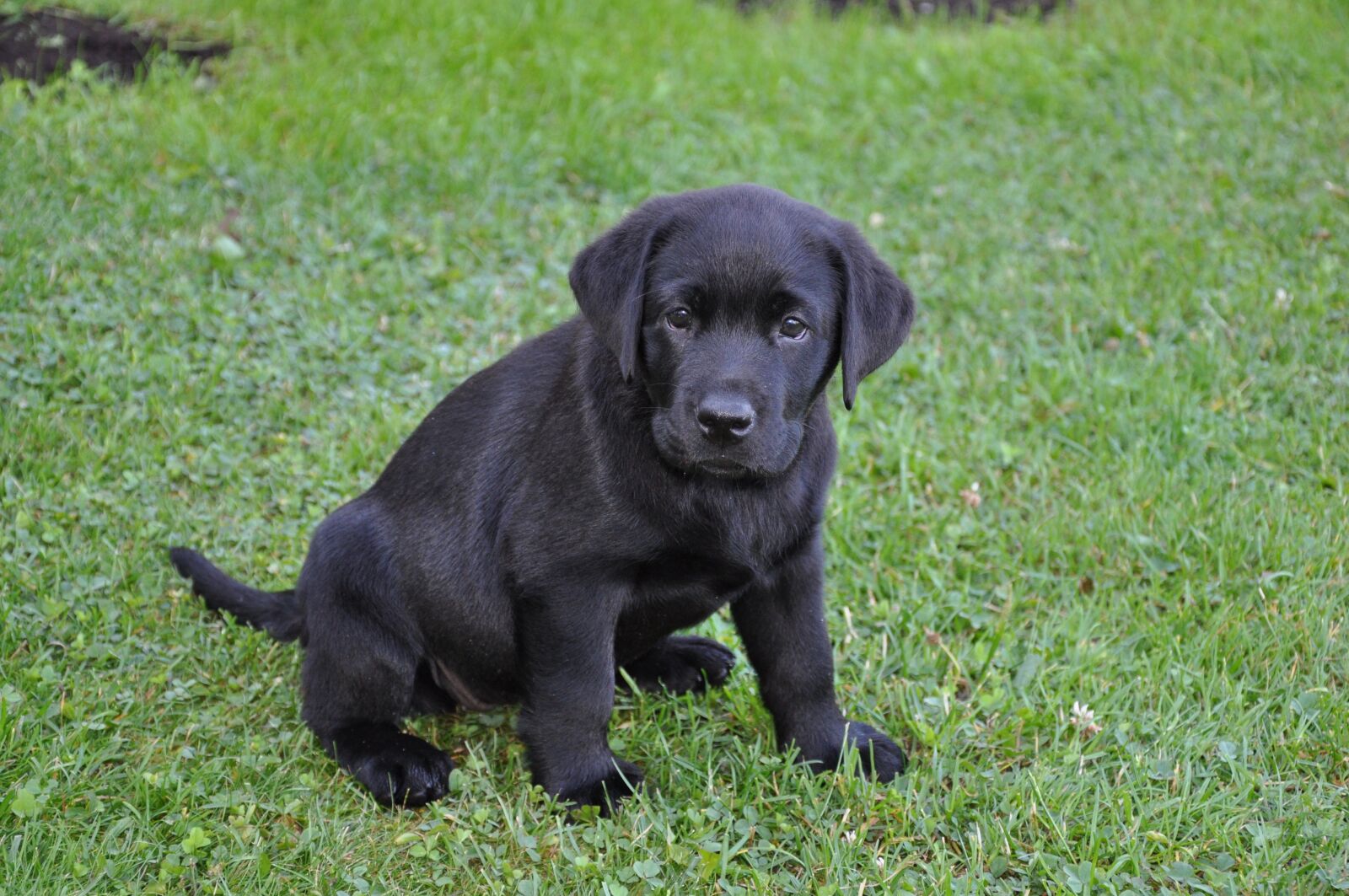 Nikon D5000 sample photo. Labrador, bitch, puppy photography
