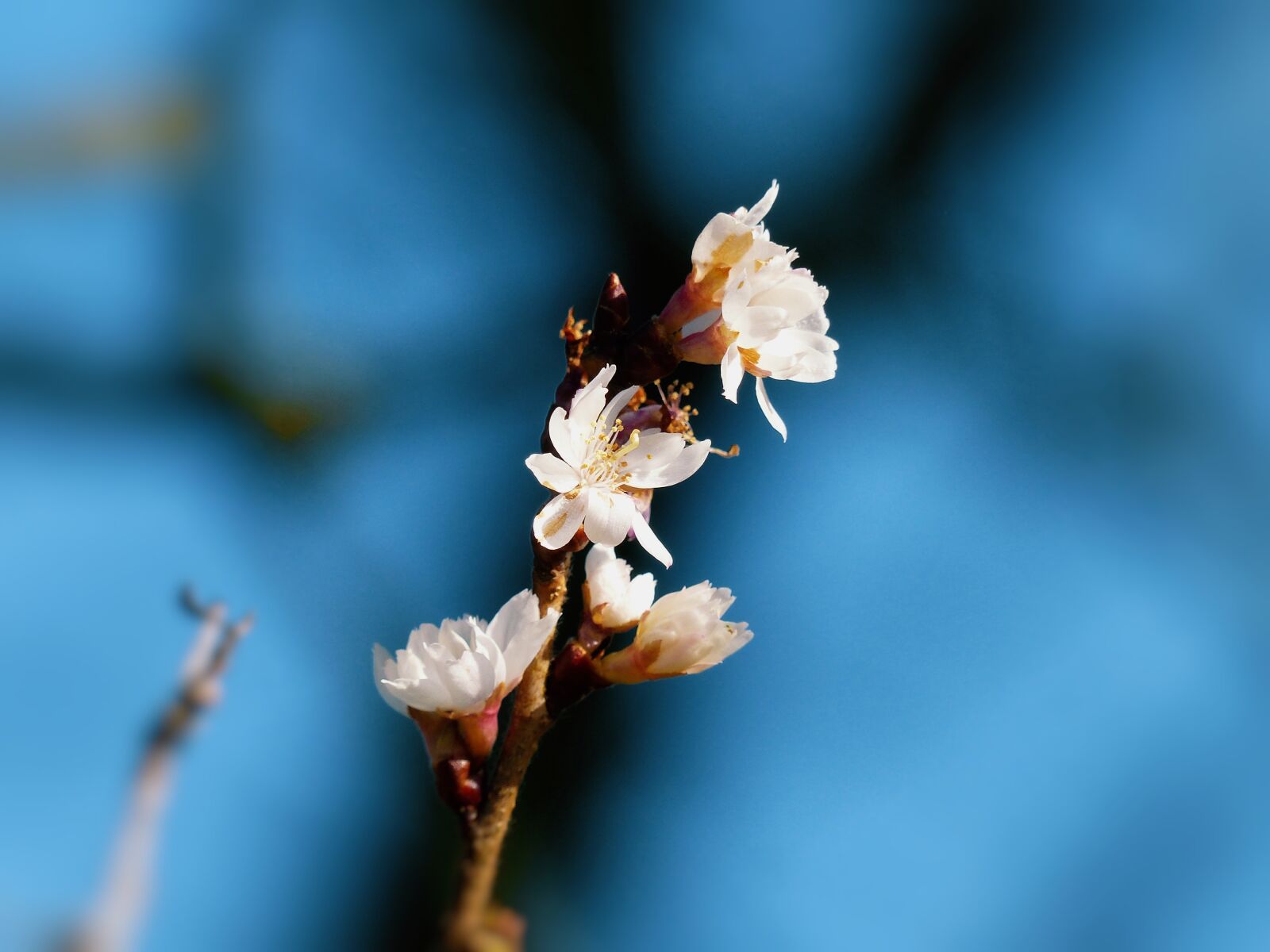 Panasonic Lumix DMC-FZ200 sample photo. Flower, serenity, string photography