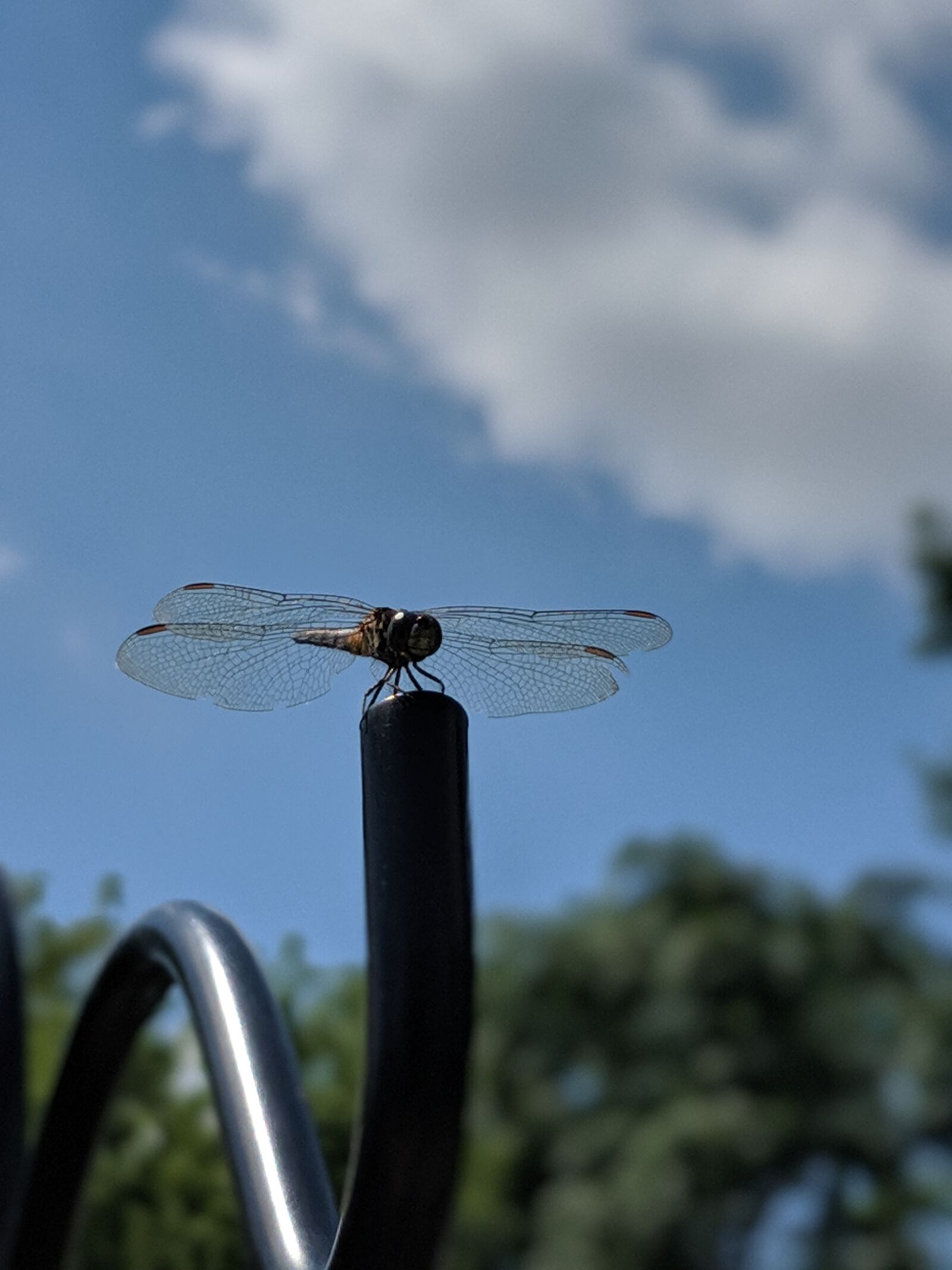 Google Pixel 2 sample photo. Dragonfly, insect, bug photography