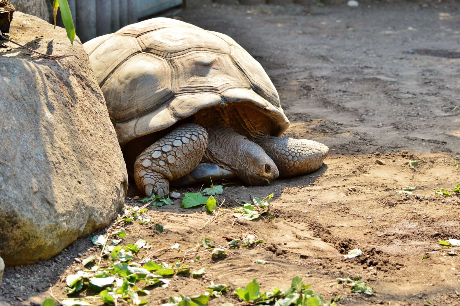 Nikon D3200 sample photo. Turtle, reptile, tortoise photography