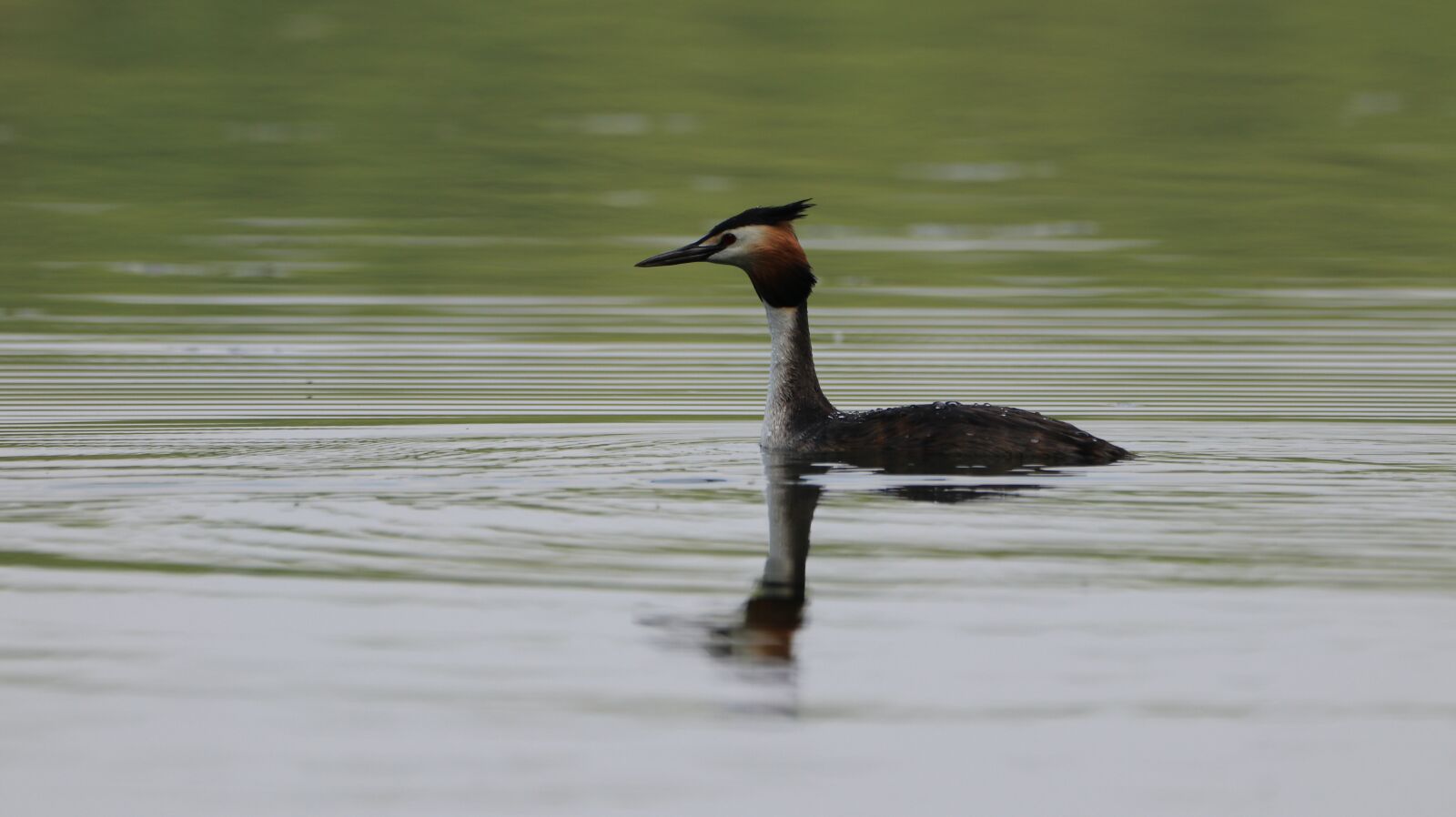 150-600mm F5-6.3 DG OS HSM | Contemporary 015 sample photo. Great crested grebe, lake photography