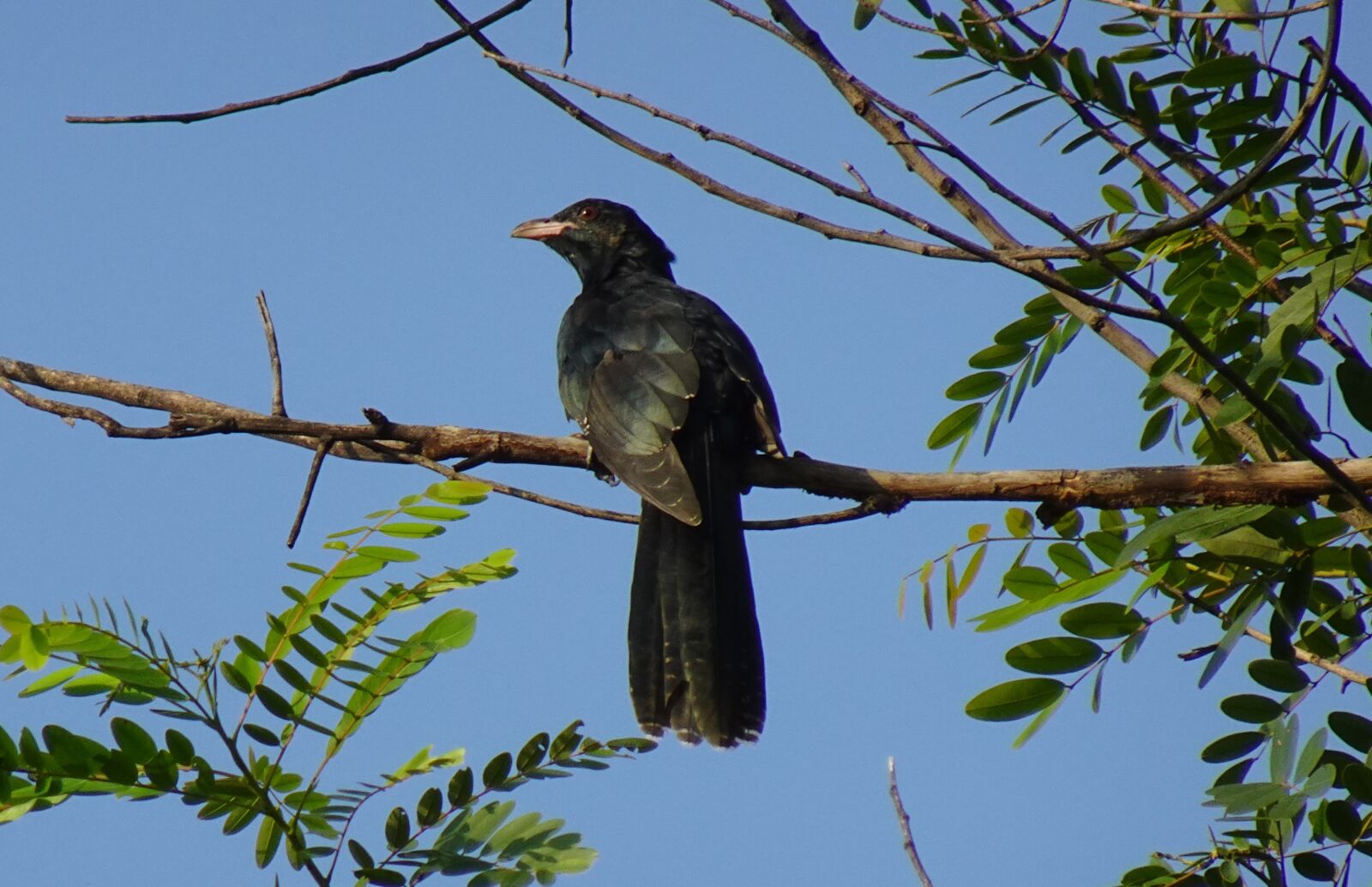 Sony DSC-WX800 sample photo. Bird, koel, songbird photography