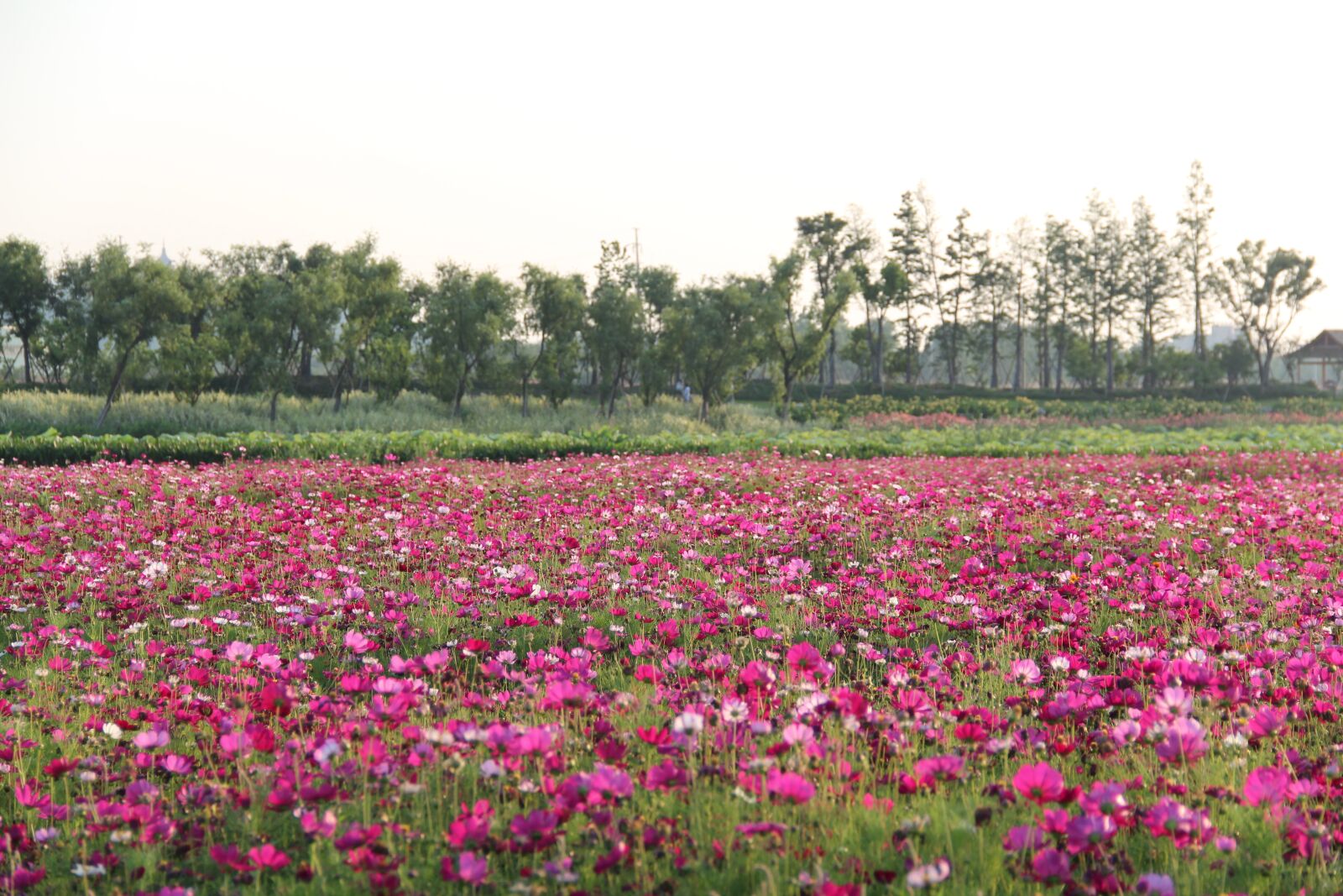 Canon EF-S 18-135mm F3.5-5.6 IS sample photo. The scenery, flower, spring photography