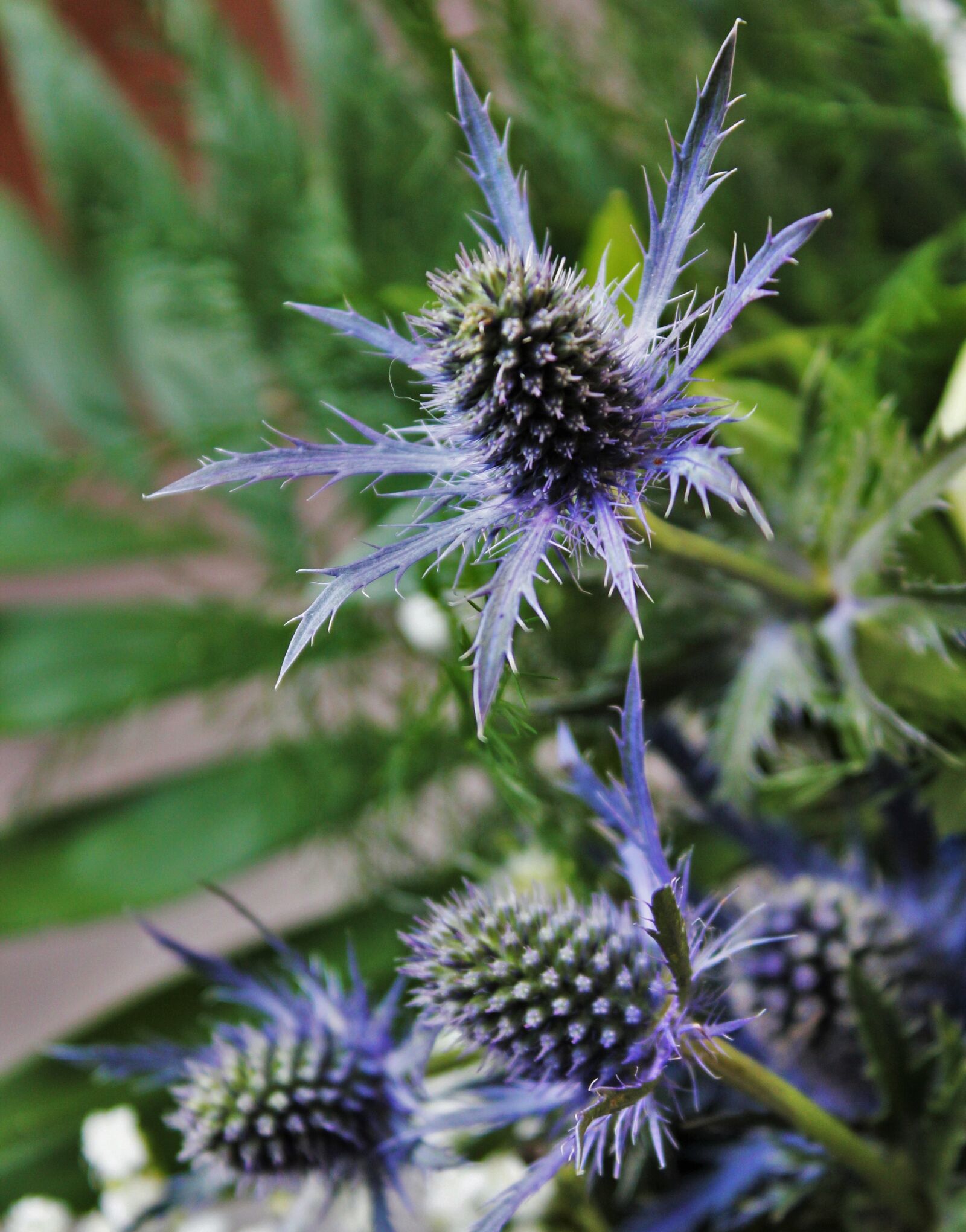 Canon EOS 550D (EOS Rebel T2i / EOS Kiss X4) sample photo. Umbelliferae, bluish, prickly photography