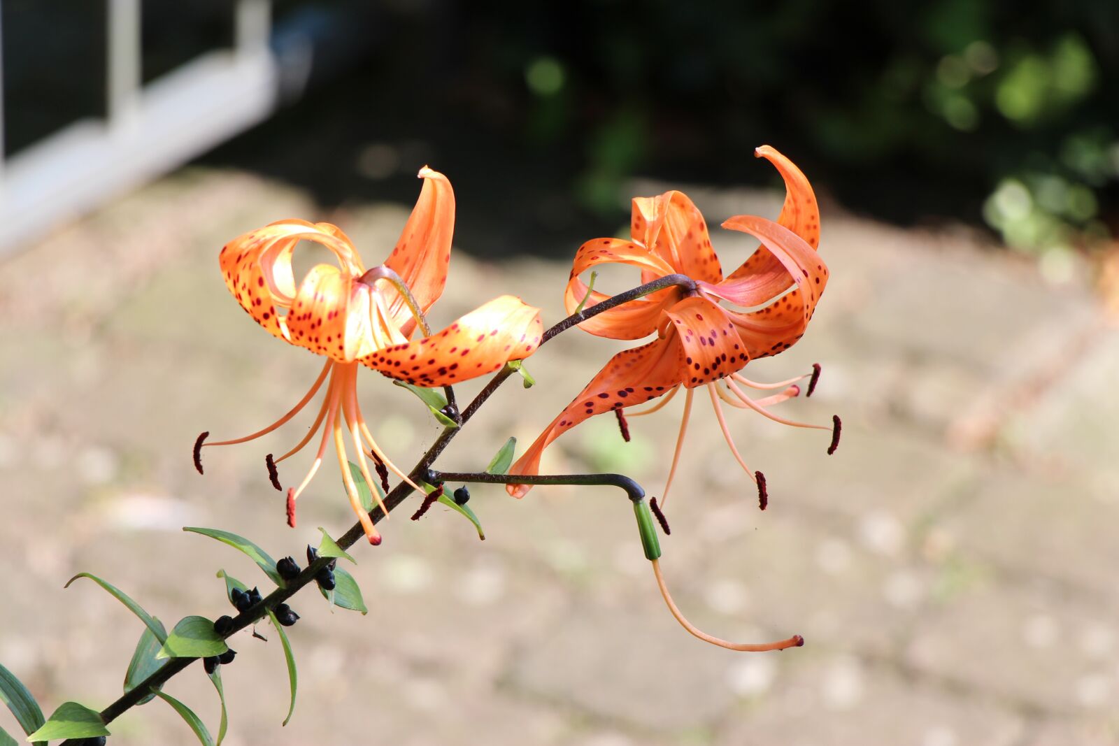 Canon EOS 650D (EOS Rebel T4i / EOS Kiss X6i) sample photo. Flower, garden, blossom photography