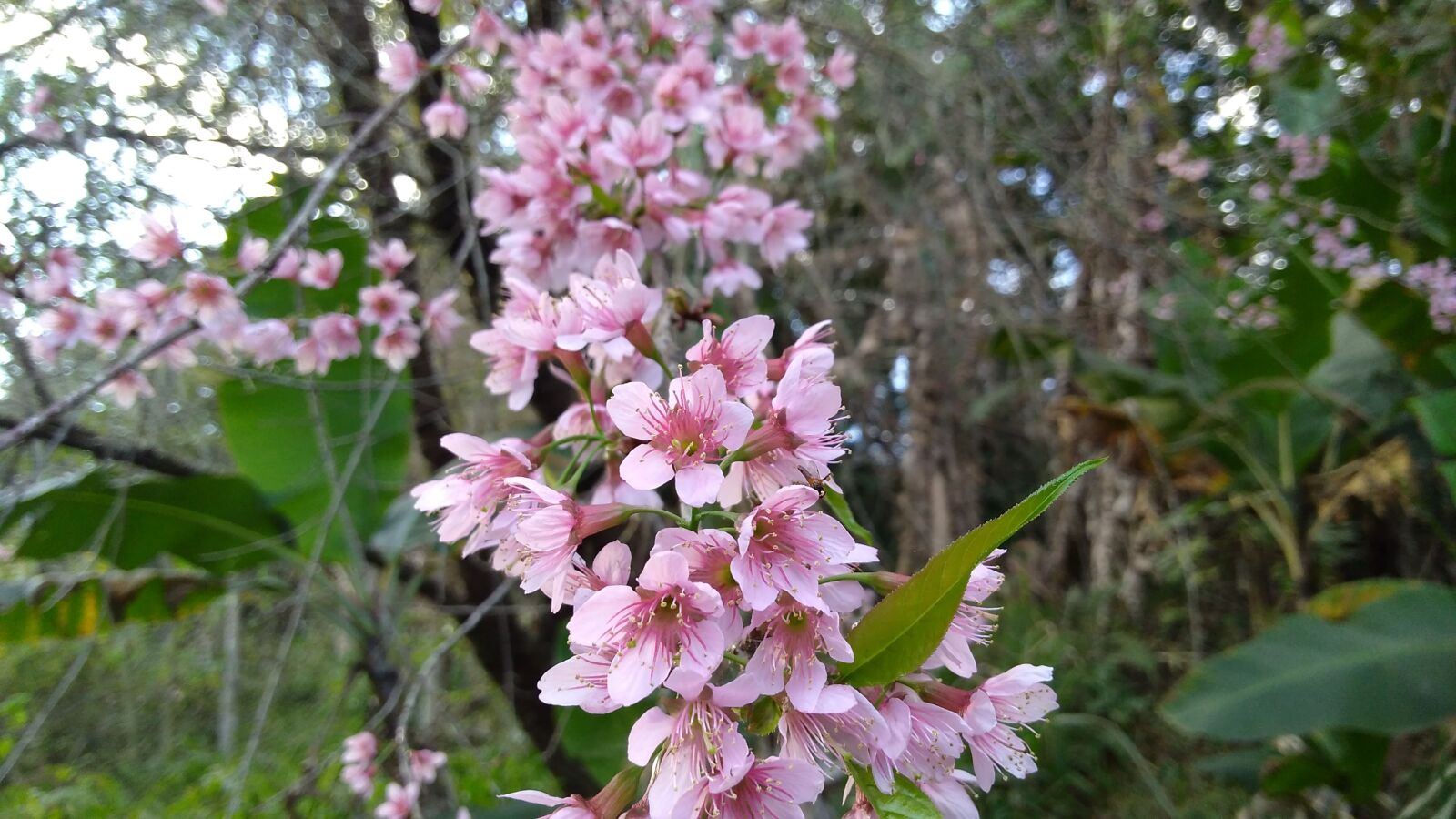 Motorola Moto G Play sample photo. Peach tree, tree, flower photography