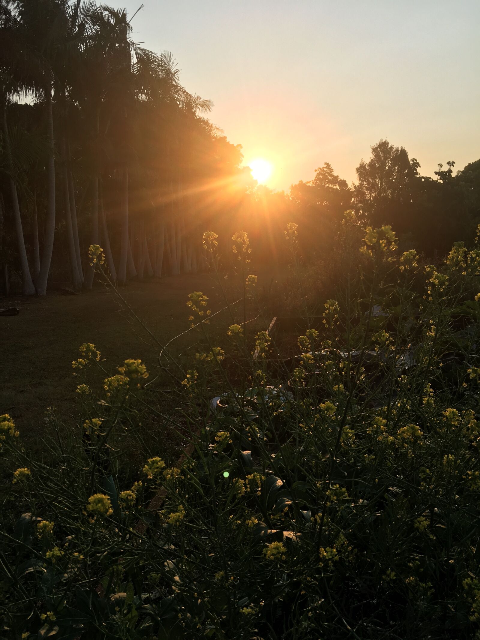 Apple iPhone 6s sample photo. Sunset, garden, vegetables photography