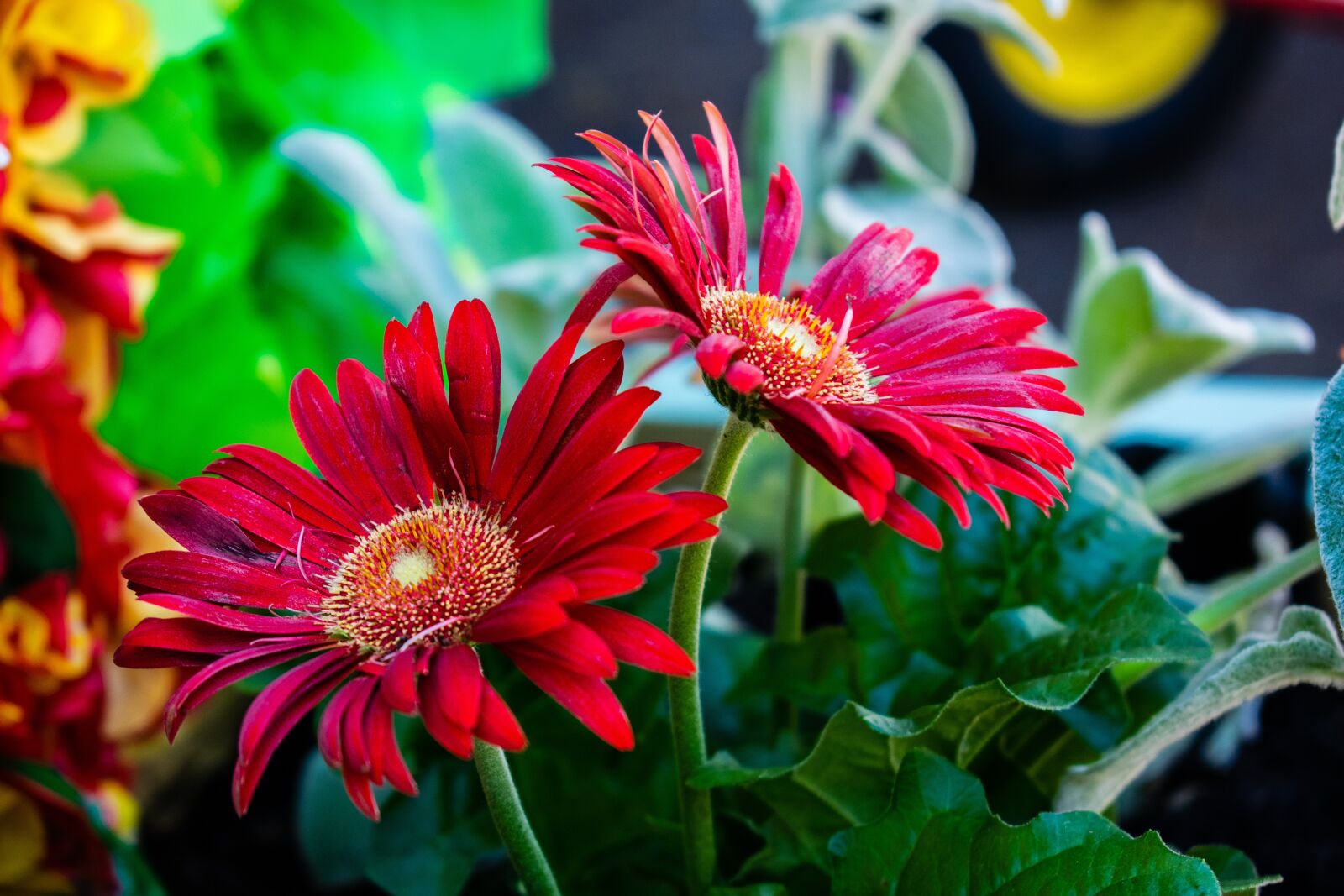 Nikon D3300 sample photo. Red, flowers, bloom photography