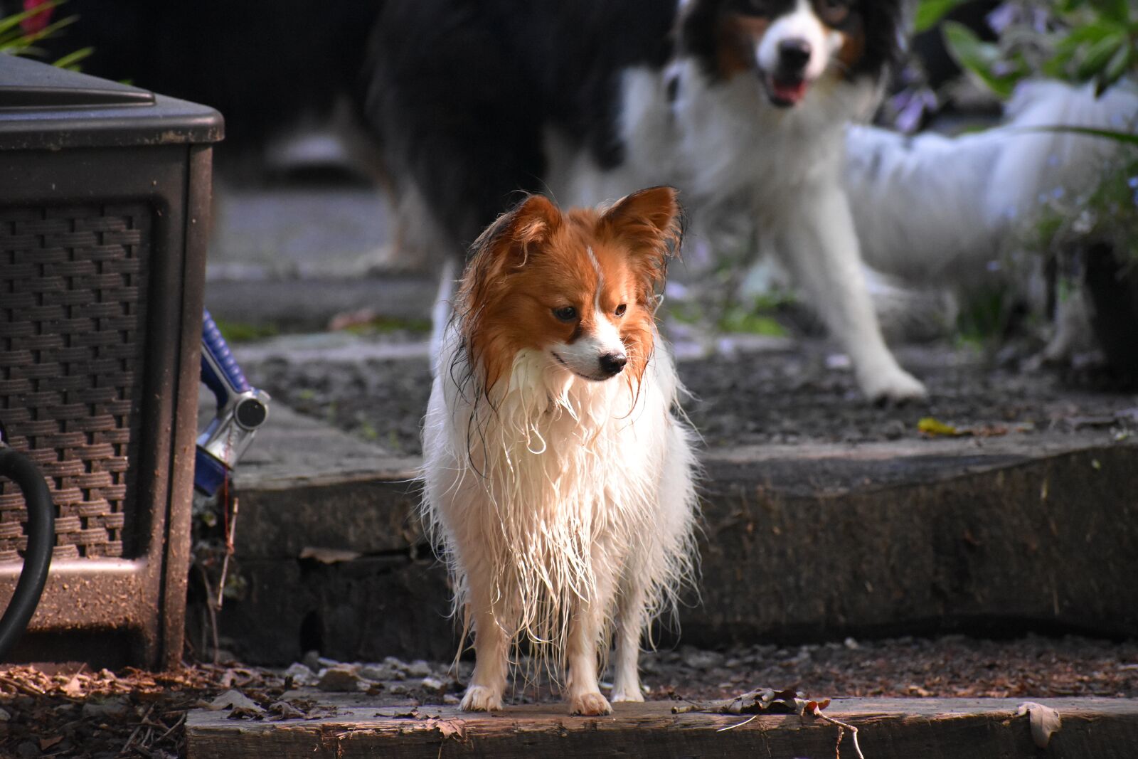 Nikon D3400 sample photo. Dog, pet, puppy photography
