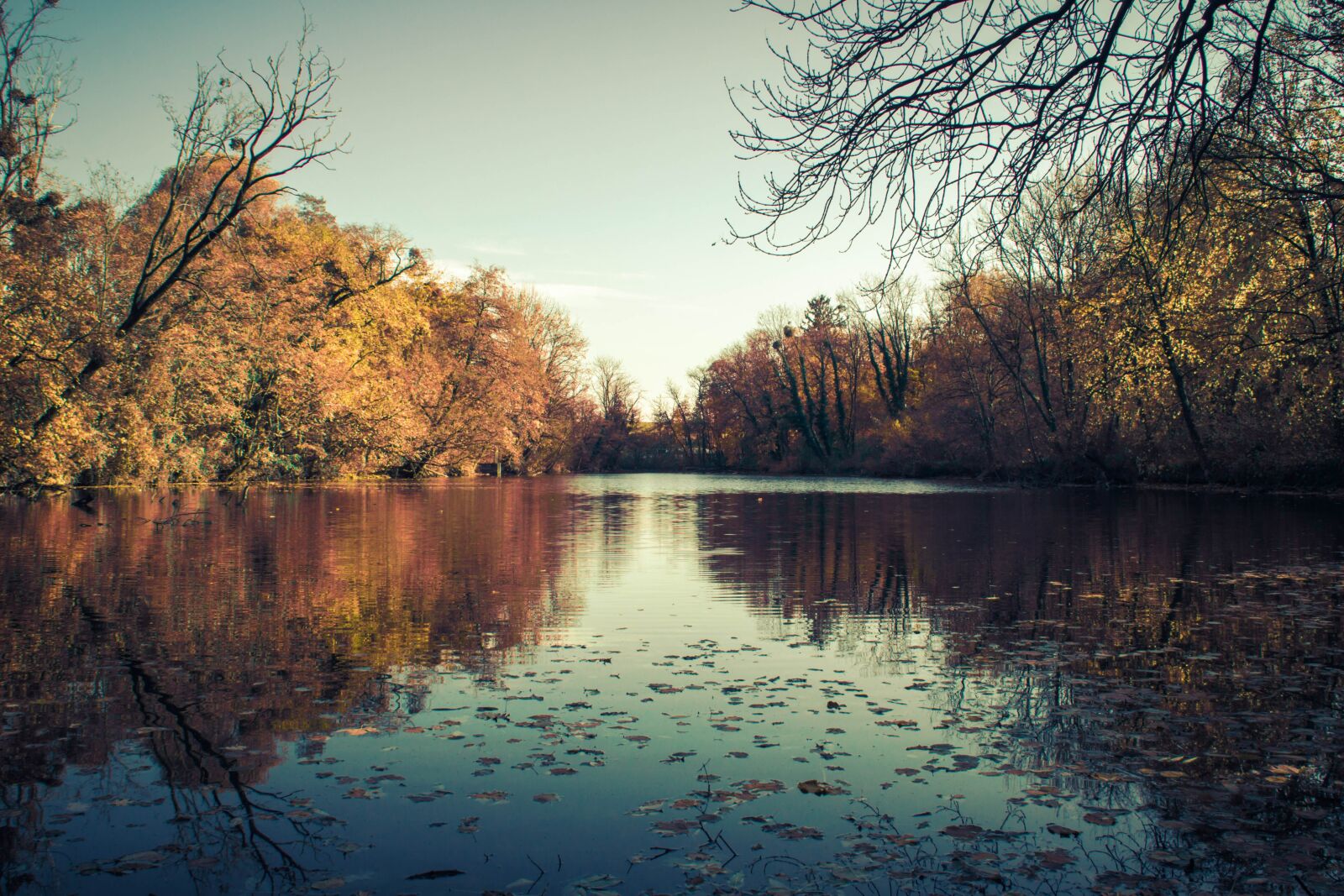 Canon EOS 60D sample photo. Tree, nature, autumn photography