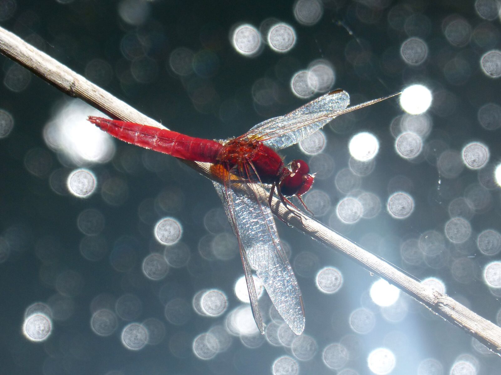 Panasonic DMC-FZ62 sample photo. Red dragonfly, stem, erythraea photography