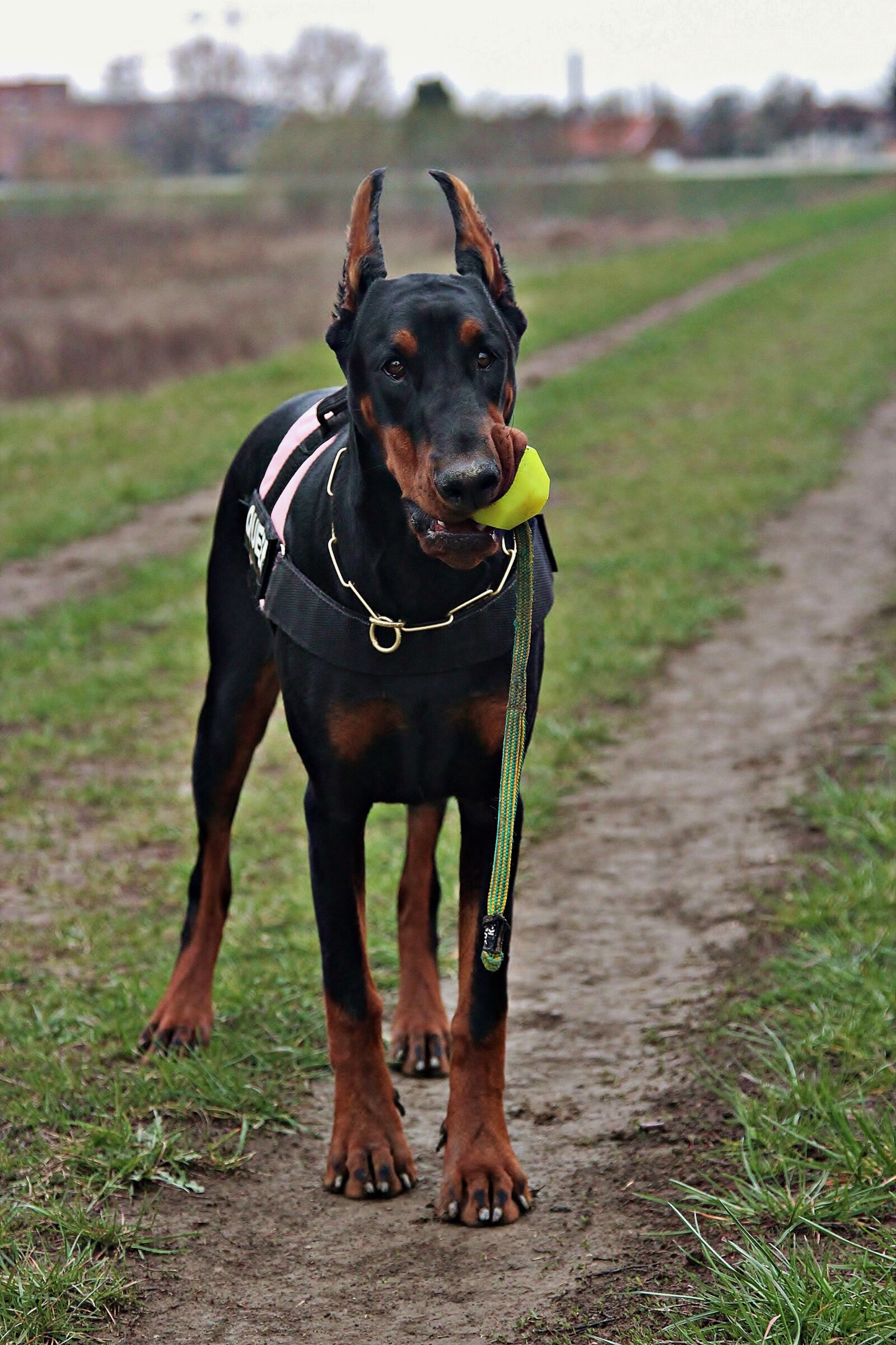 Canon EOS 600D (Rebel EOS T3i / EOS Kiss X5) + Canon EF 24-105mm F4L IS USM sample photo. Doberman, dog, ball photography