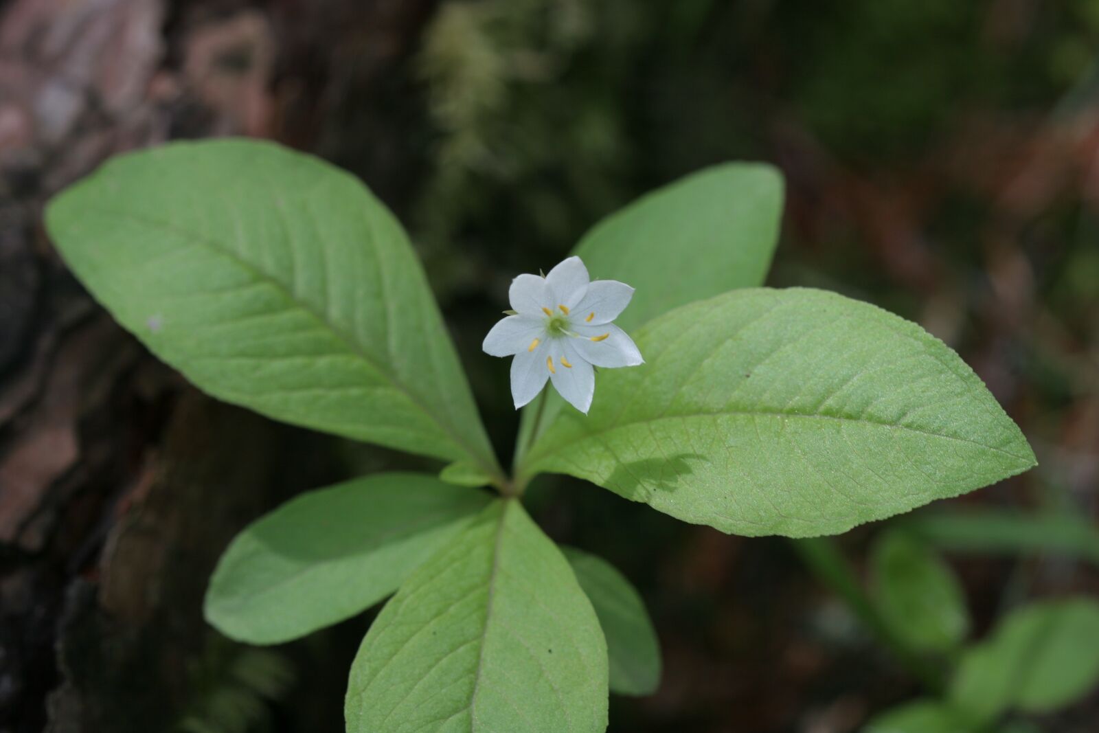 Canon EOS 20D sample photo. Wildflower, parasitic flower, endangered photography