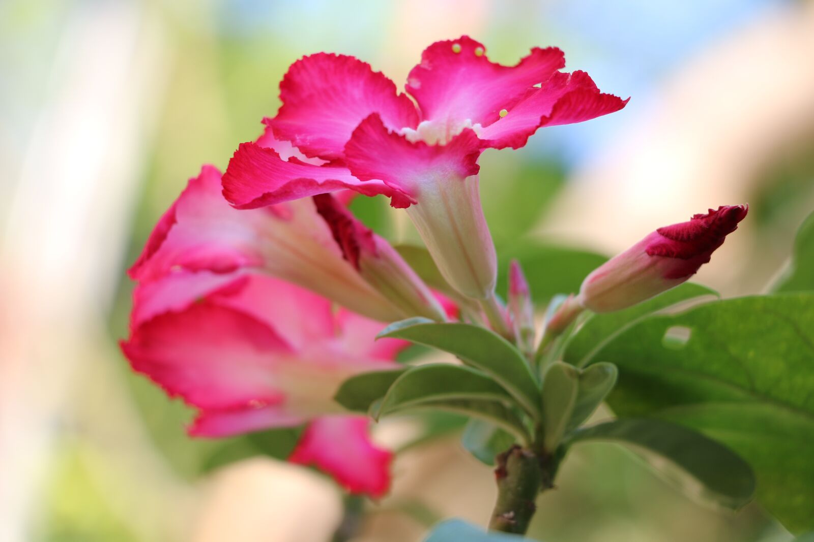 Canon EOS 70D sample photo. Invited to visit, flowers photography