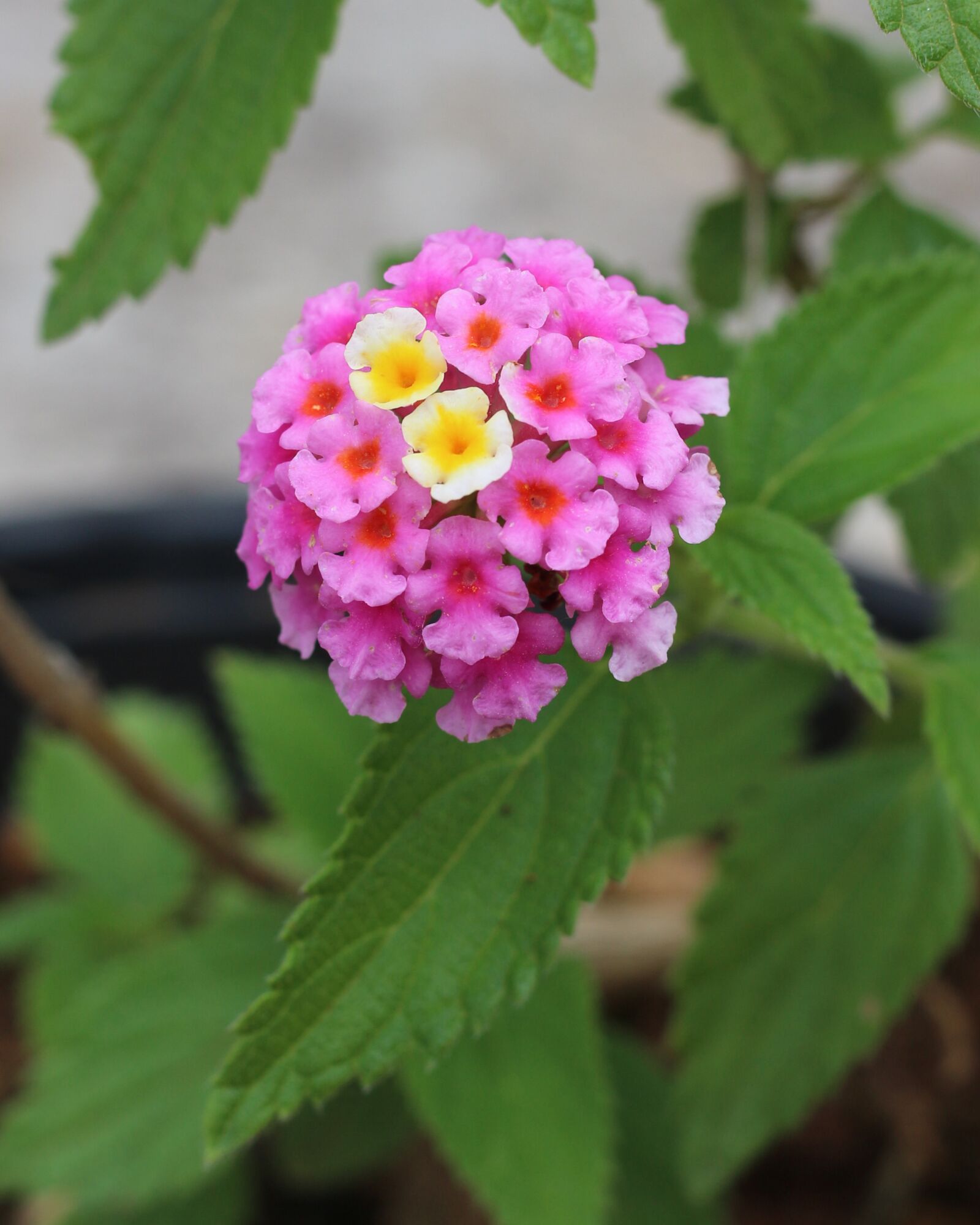 Canon EOS 700D (EOS Rebel T5i / EOS Kiss X7i) sample photo. Pink flowers, tiny flowers photography