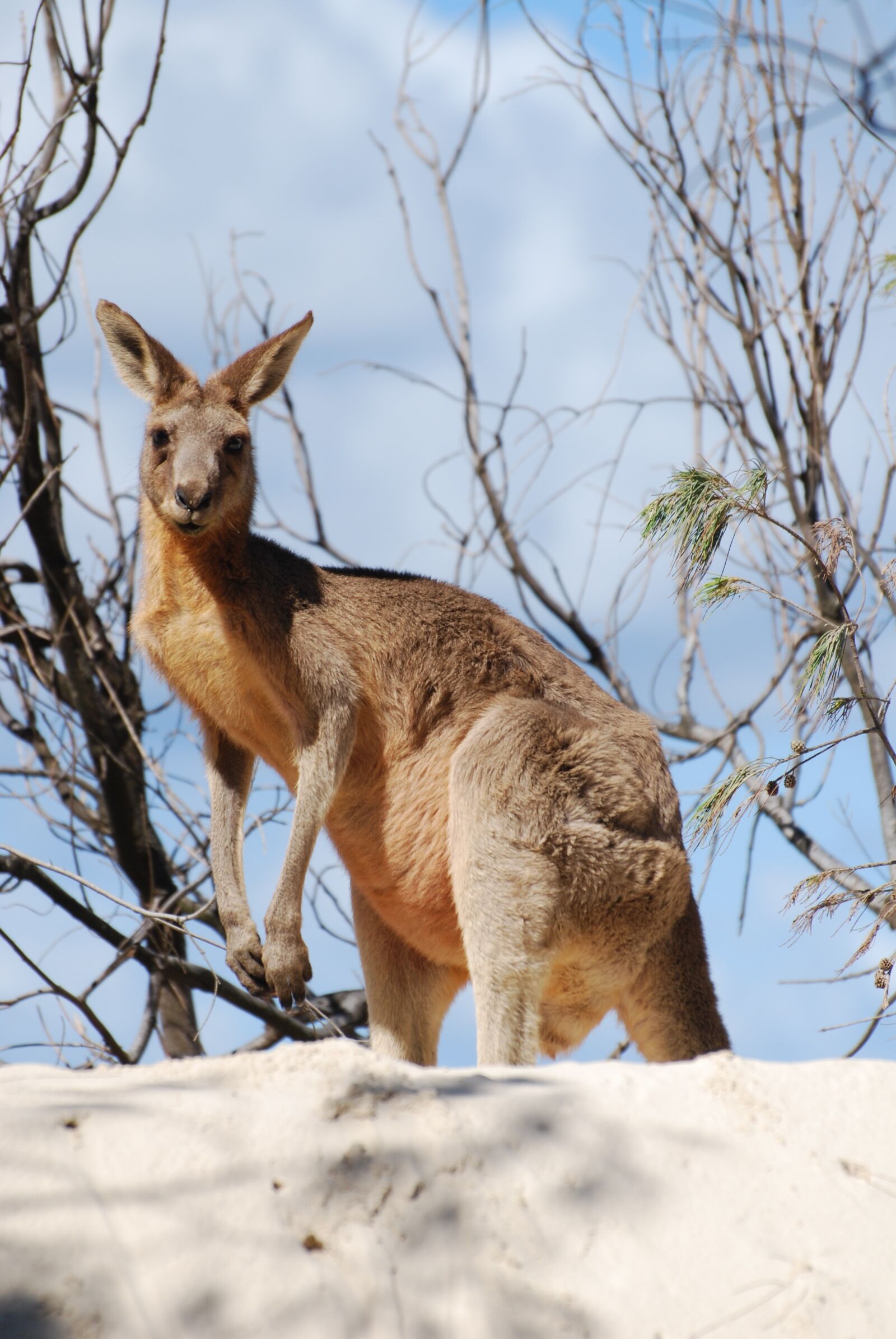 Nikon D60 sample photo. Kangaroo, animal, australia photography