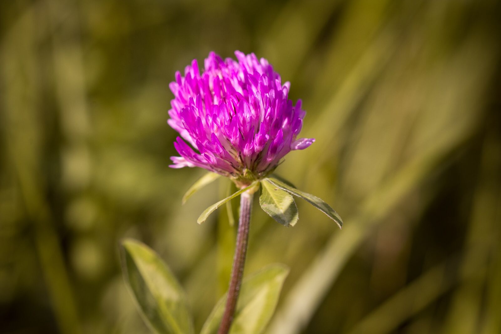 Nikon D7100 sample photo. Klee, blossom, bloom photography