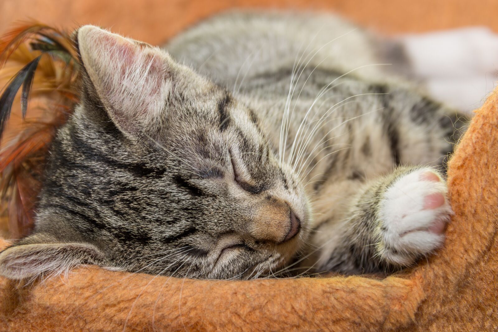 Canon EOS 600D (Rebel EOS T3i / EOS Kiss X5) sample photo. Cat, small, sleeping photography