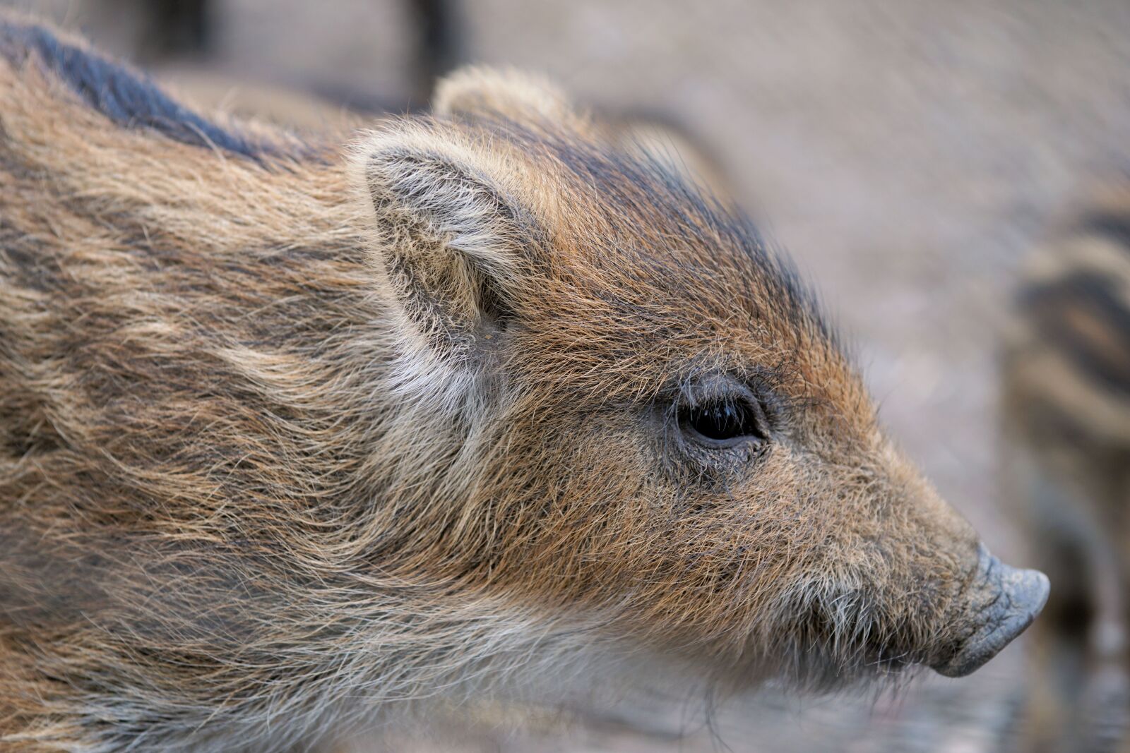 Sony a6000 + E 60mm F2.8 sample photo. Piglet, launchy, boar photography