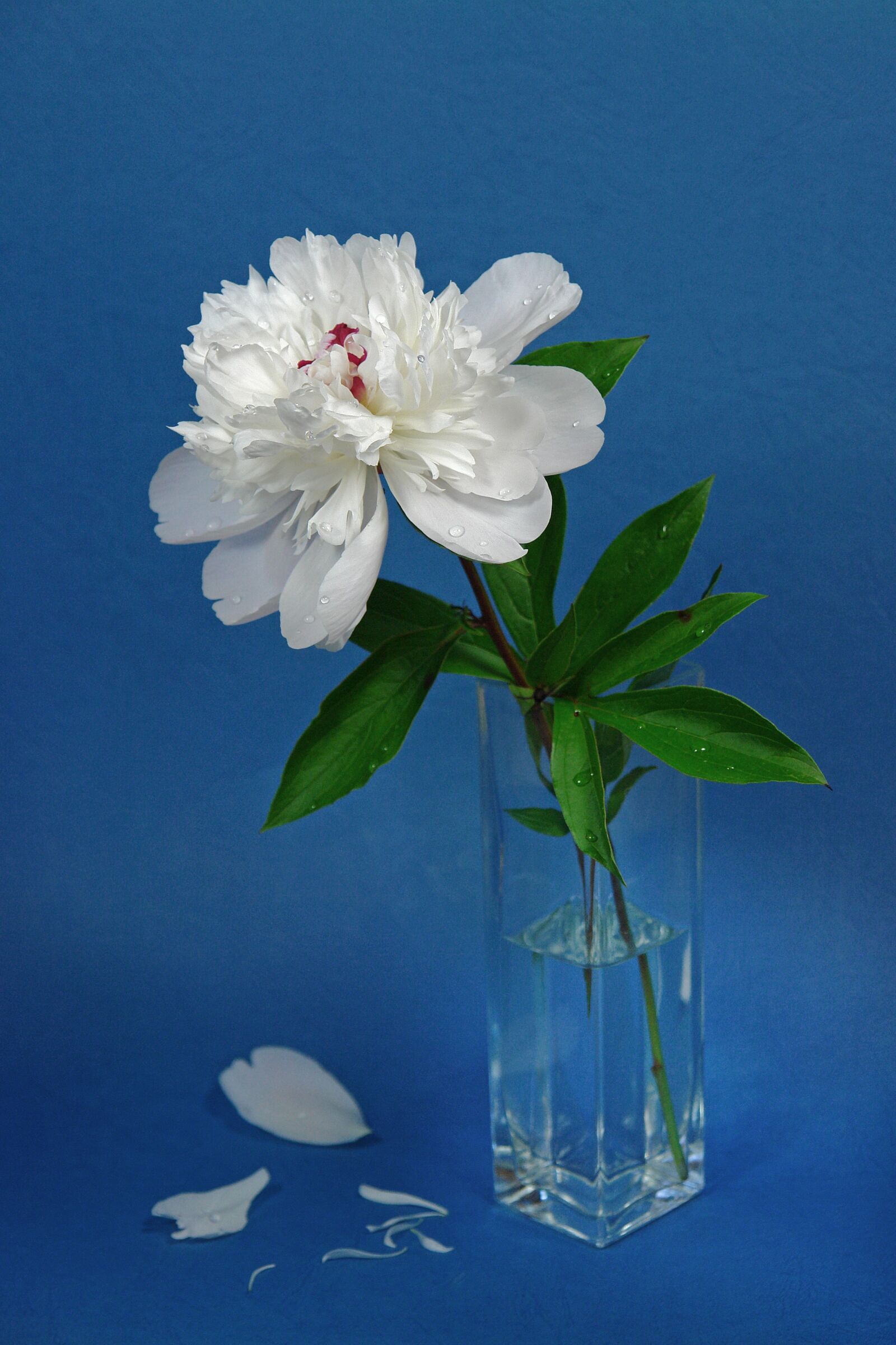 Sony DSC-R1 sample photo. Flowers, peony, pink photography