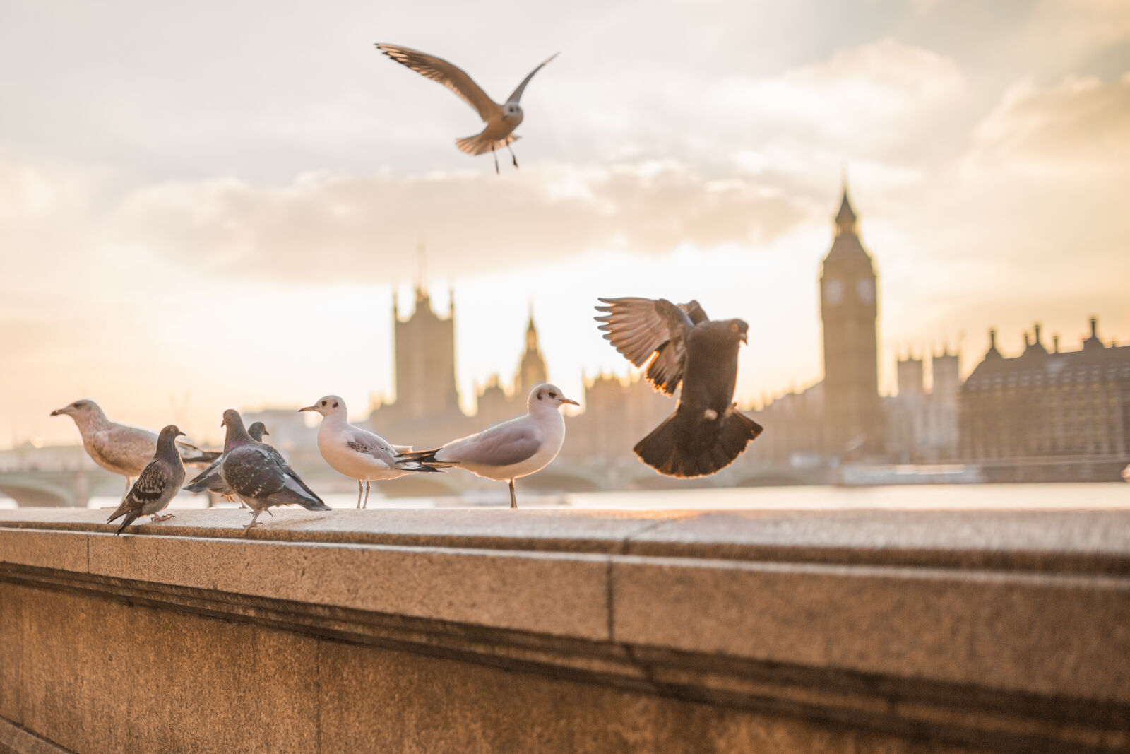 Sigma 35mm F1.4 DG HSM Art sample photo. Sky, sunset, flying, birds photography