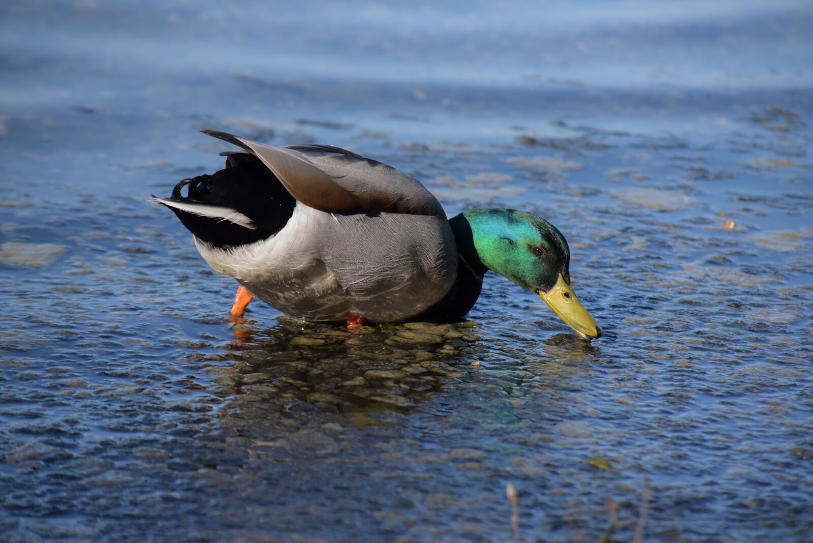 Nikon D750 sample photo. Duck, schwimmvogel, water bird photography