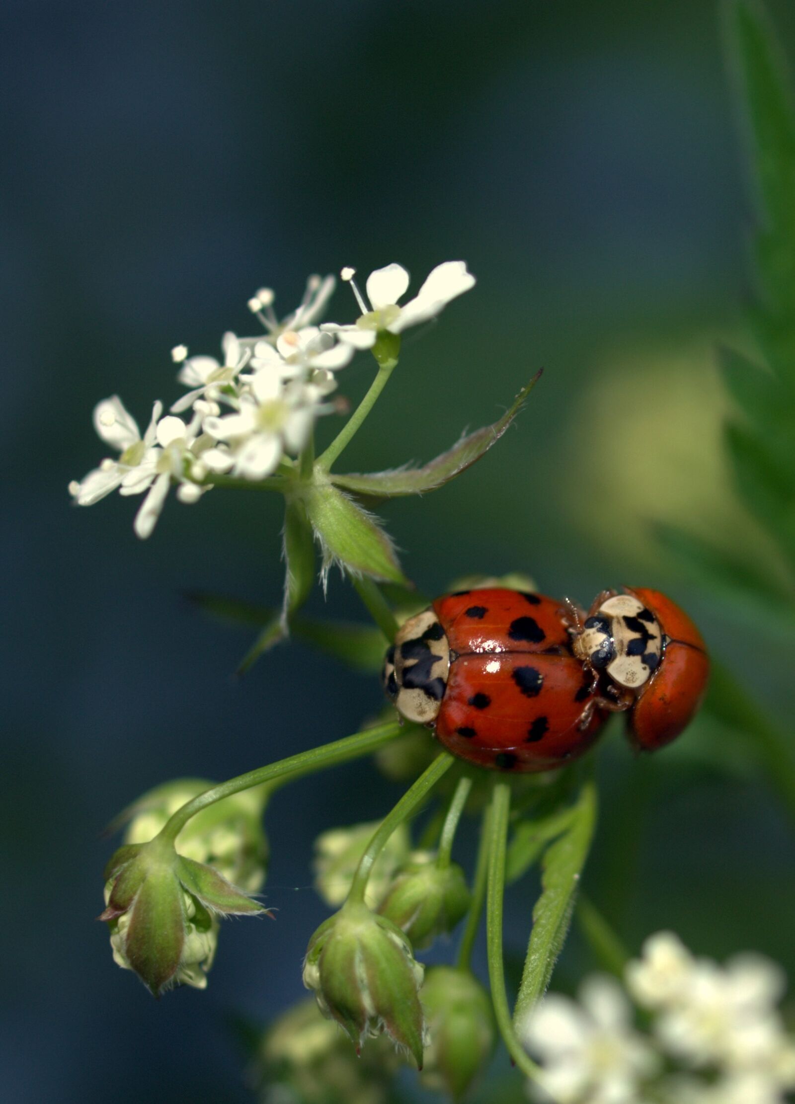 Olympus E-520 (EVOLT E-520) sample photo. Insect, nature, flora photography
