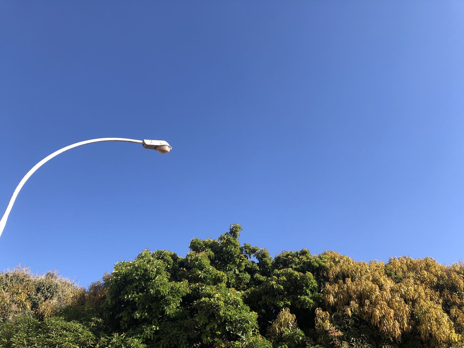iPhone X back dual camera 4mm f/1.8 sample photo. Sky, trees, post photography