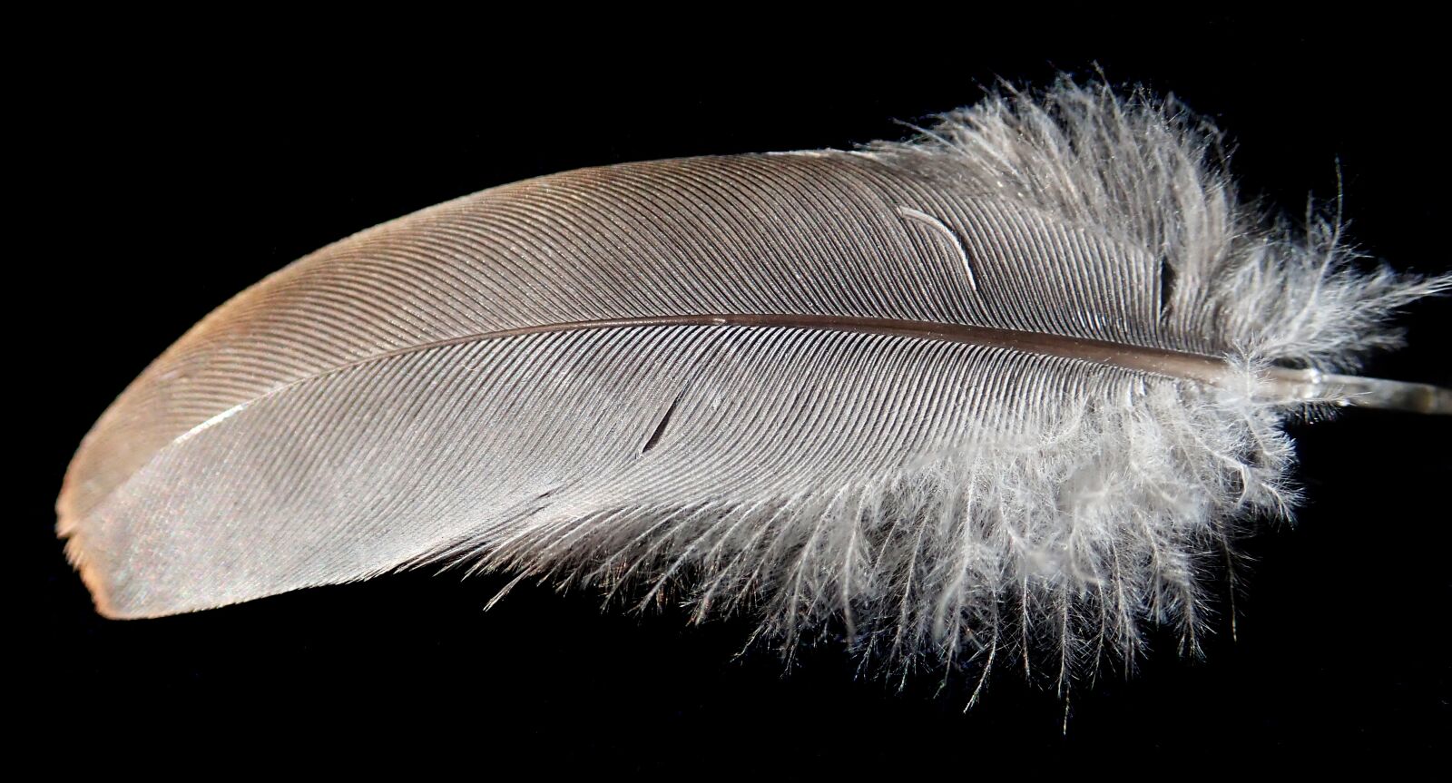 Olympus TG-5 sample photo. Feather, white, plumage photography
