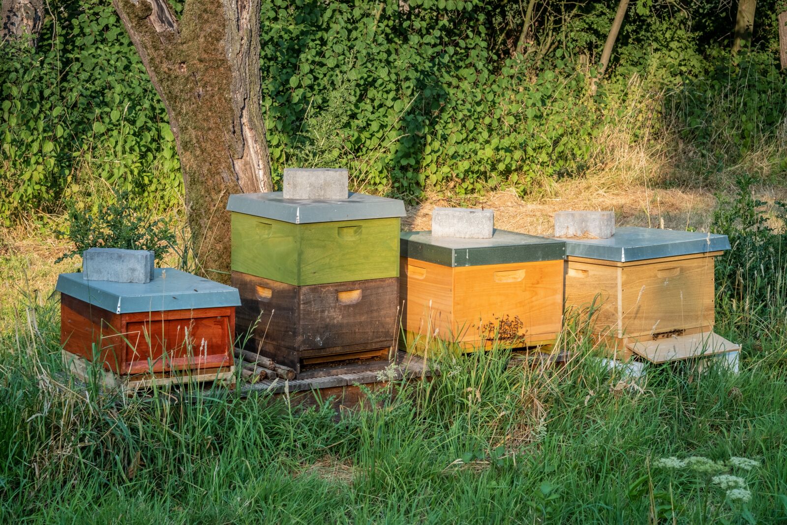 Fujifilm X-T2 + Fujifilm XF 56mm F1.2 R sample photo. Bees, beehive, insect photography