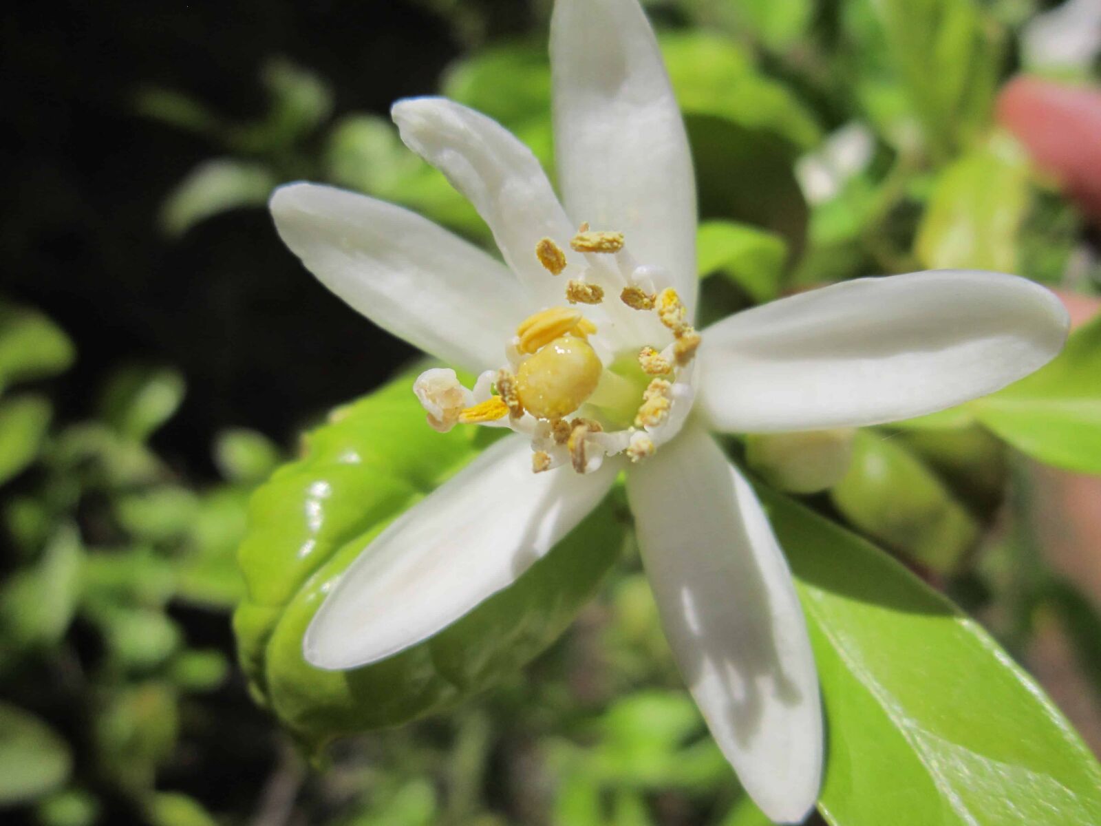 Canon PowerShot A3200 IS sample photo. Pistil, macro, garden, white photography