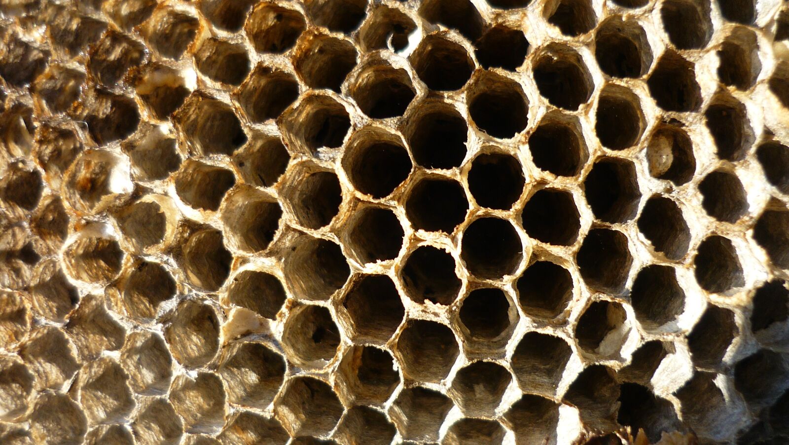 Panasonic Lumix DMC-FS3 sample photo. Old, honey comb, bees photography