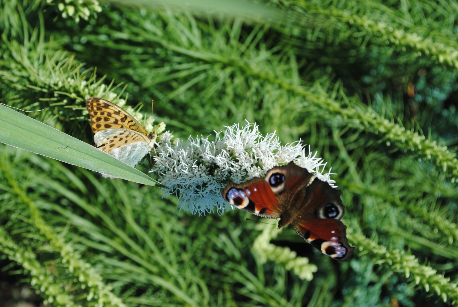 Nikon D3000 sample photo. Butterfly, insect, spring photography