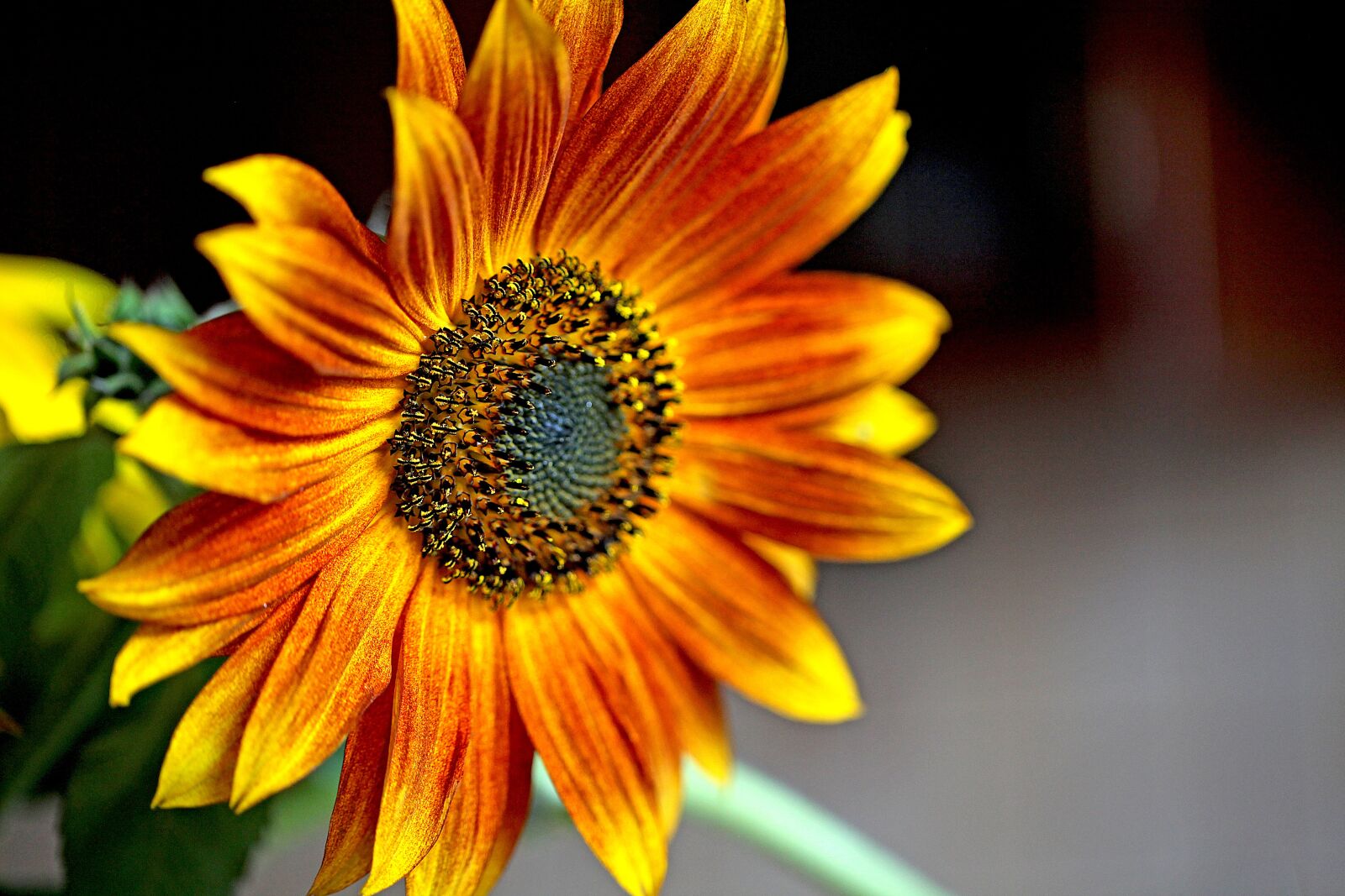 Canon EOS 5D Mark II sample photo. Sunflower, ornamental sunflower, flower photography