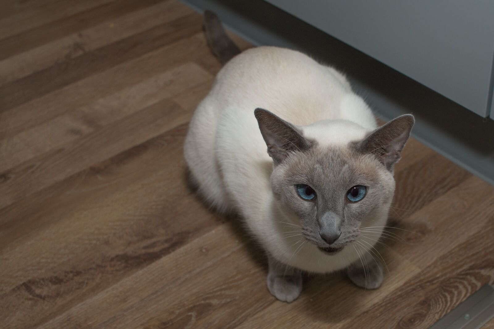 Canon EF-S 24mm F2.8 STM sample photo. Siamese cat, cat, blue photography