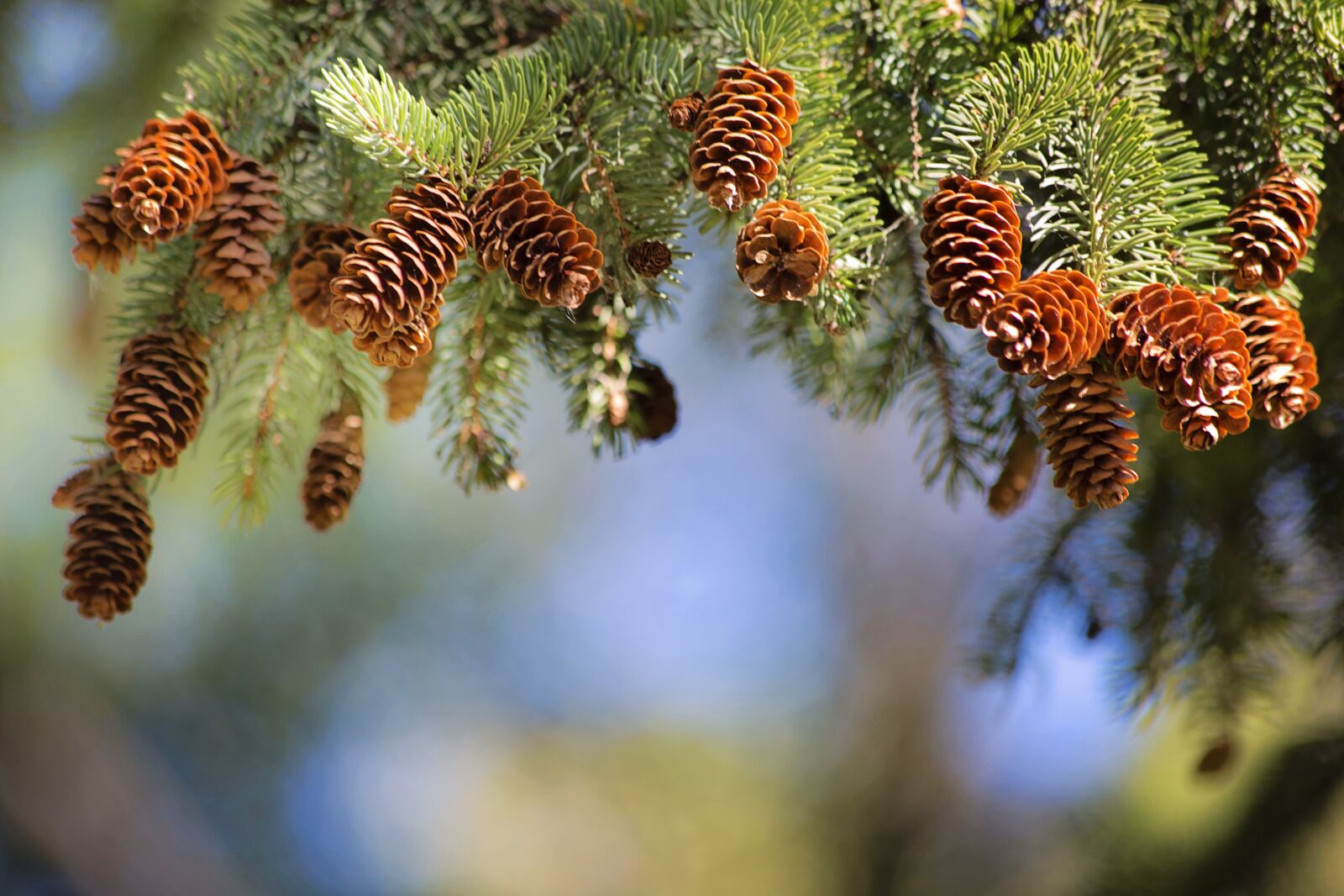 Canon EF 70-300mm F4-5.6 IS USM sample photo. Pine cones, pine branch photography