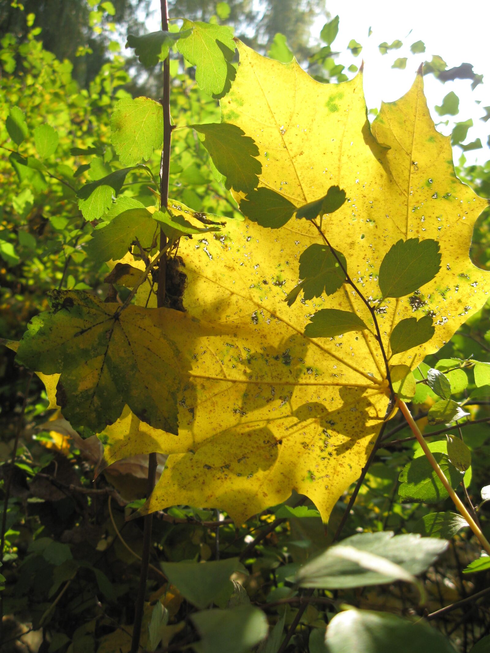 Canon PowerShot A590 IS sample photo. Foliage, yellow, green photography