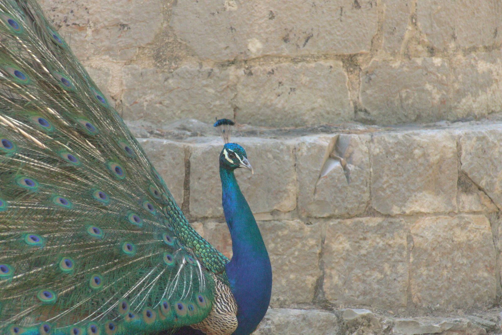 Panasonic Lumix DMC-FZ1000 sample photo. Peacock, wheel, pride photography