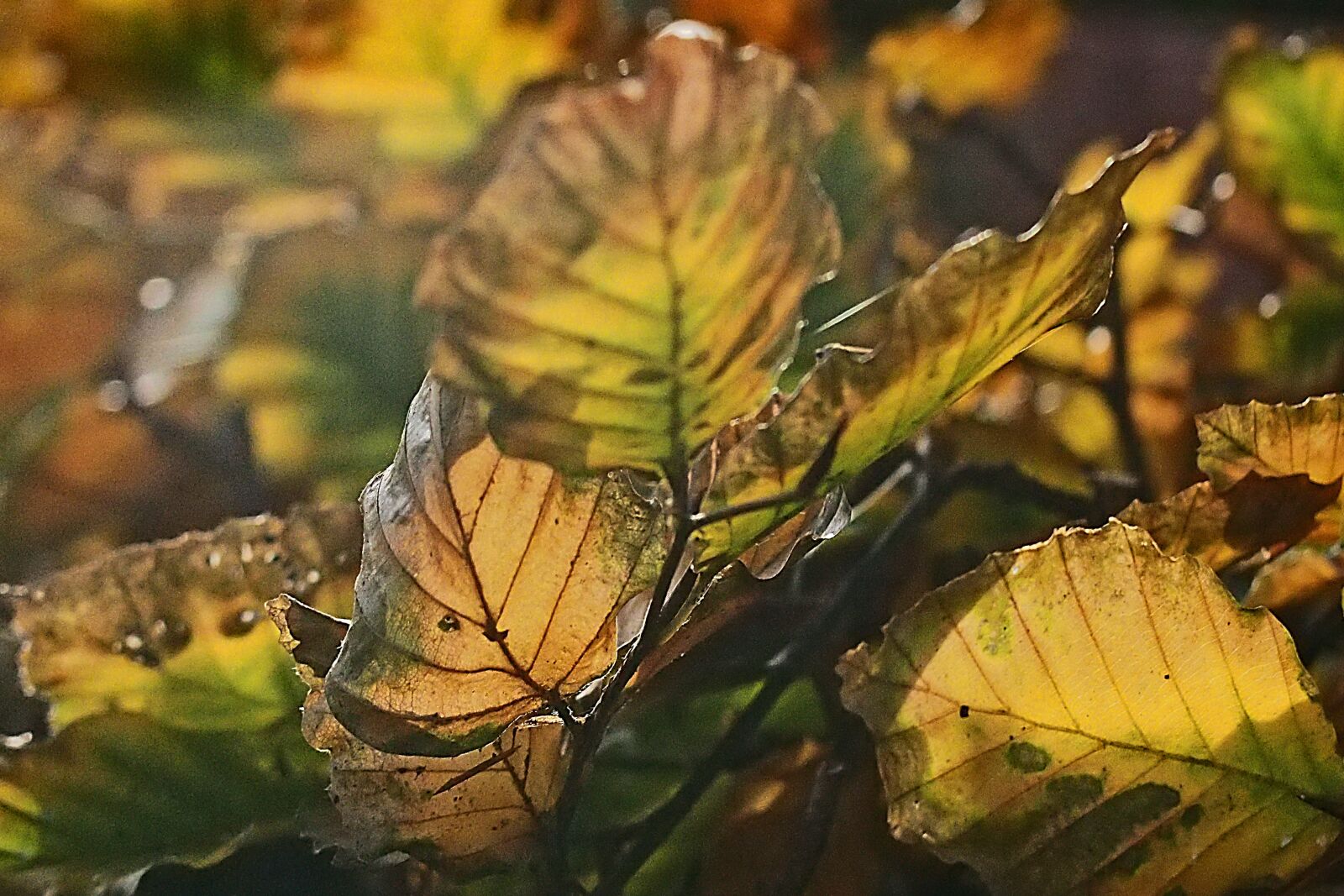 Olympus PEN E-PM1 sample photo. Leaves, autumn, nature photography