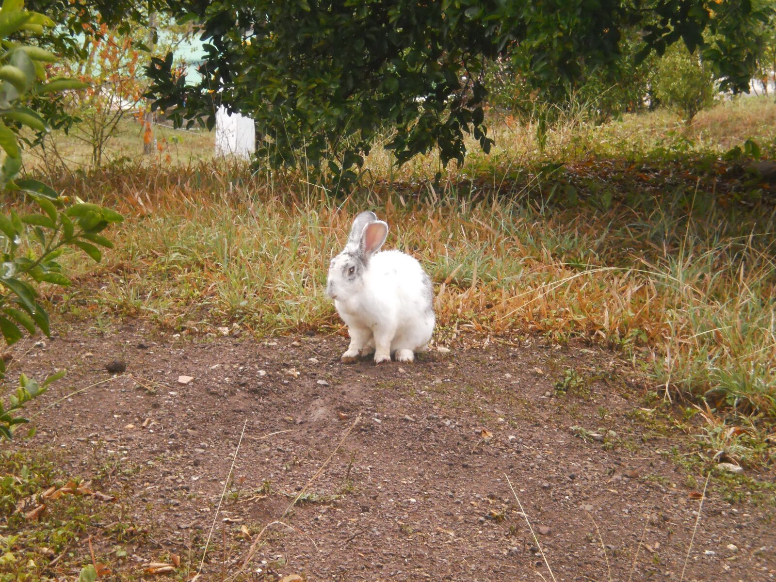 Olympus T105,T100,X36 sample photo. Bunny, country, nature photography