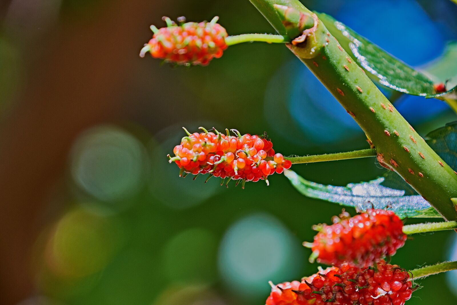 Nikon D7200 sample photo. Blackberries, colorful, plant photography