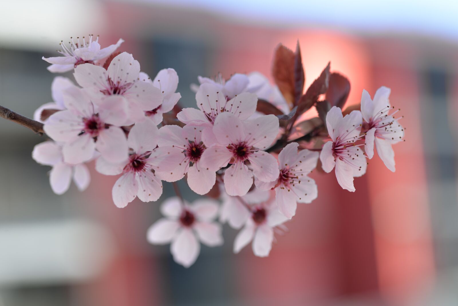 Nikon D610 sample photo. Flowers, nature, bloom photography