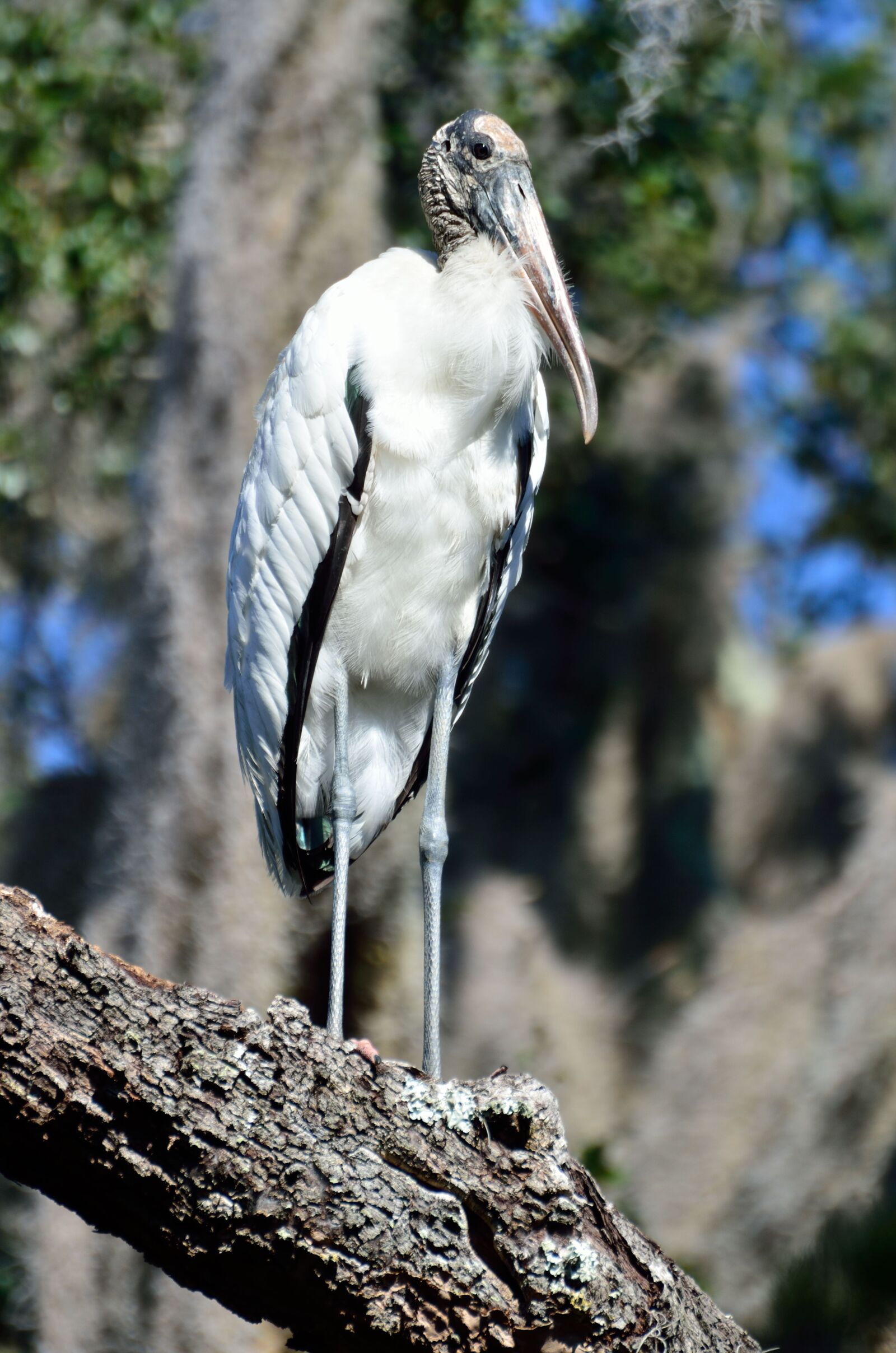 Nikon D7000 sample photo. Wood stork, wildlife, bird photography