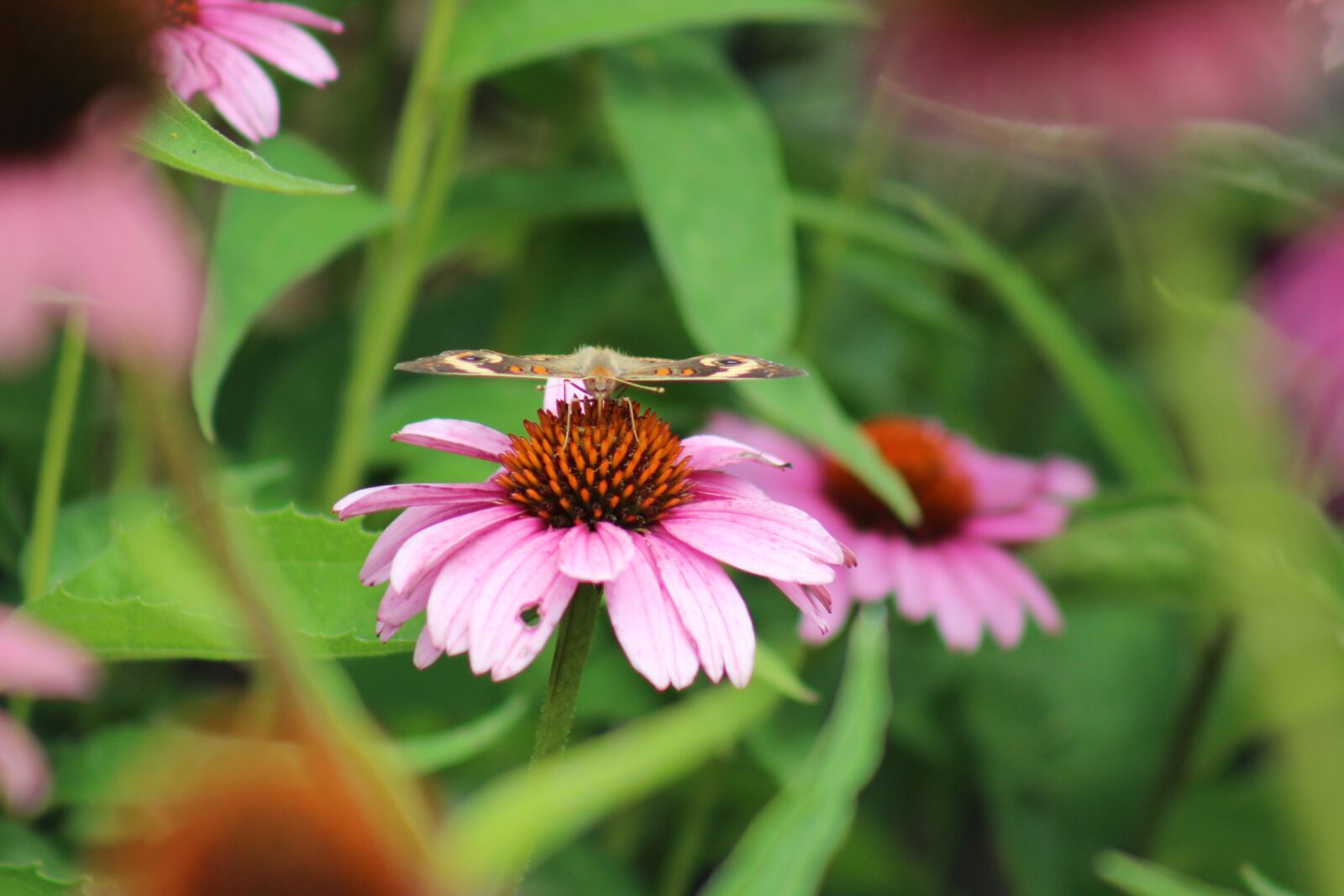Canon EOS 600D (Rebel EOS T3i / EOS Kiss X5) sample photo. Nature, flora, flower photography