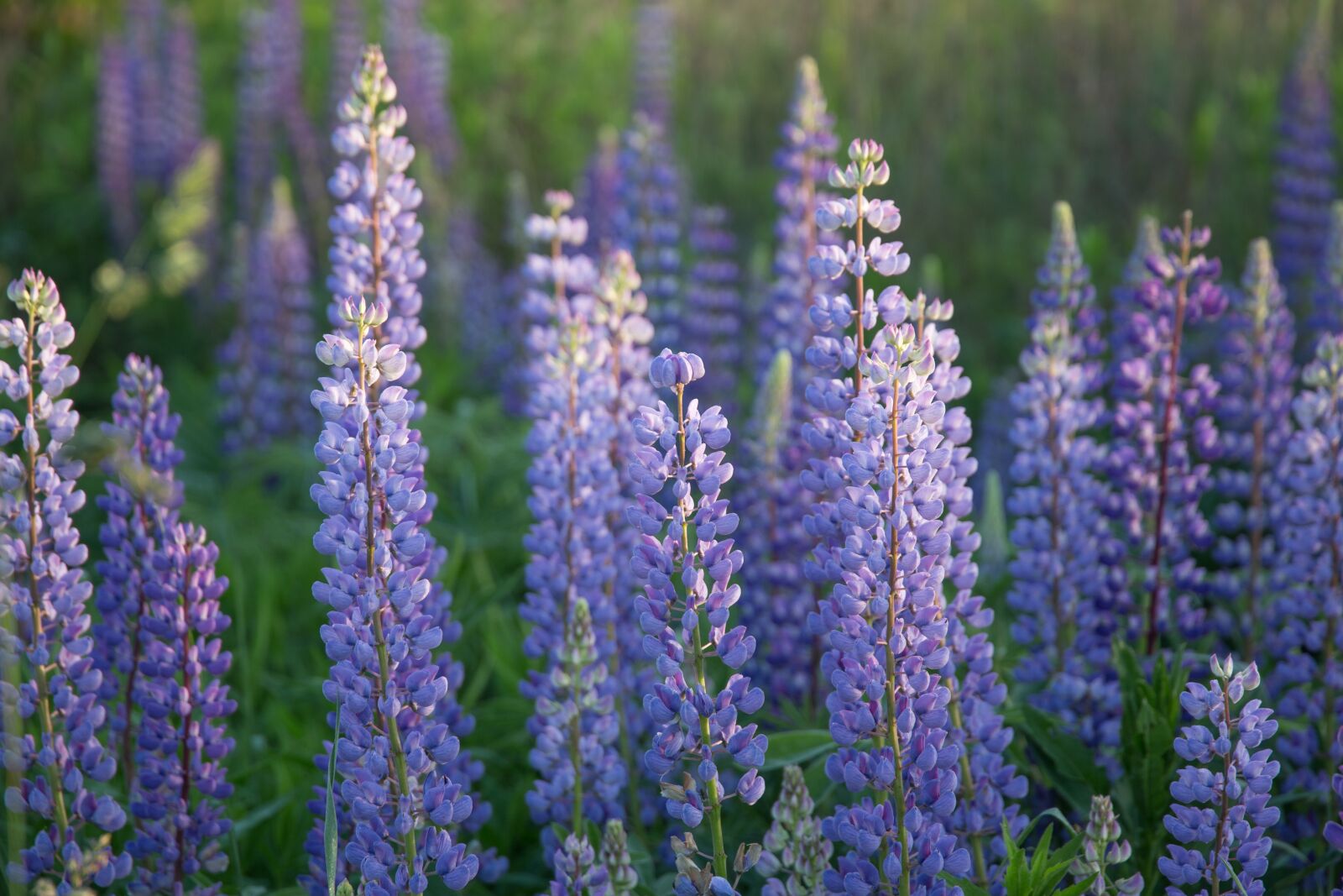 Canon EF 24-105mm F3.5-5.6 IS STM sample photo. Field, lupine, plant photography