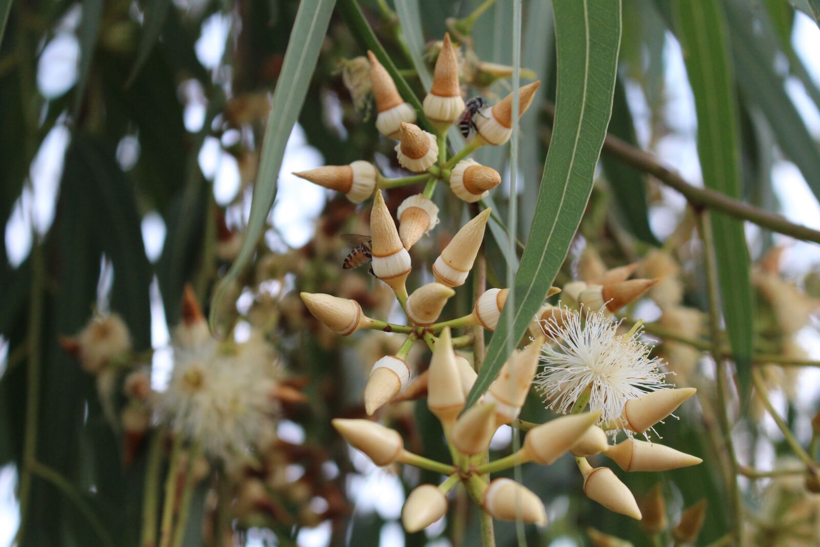 Canon EOS 700D (EOS Rebel T5i / EOS Kiss X7i) sample photo. Flower, eucalyptus, blooming photography