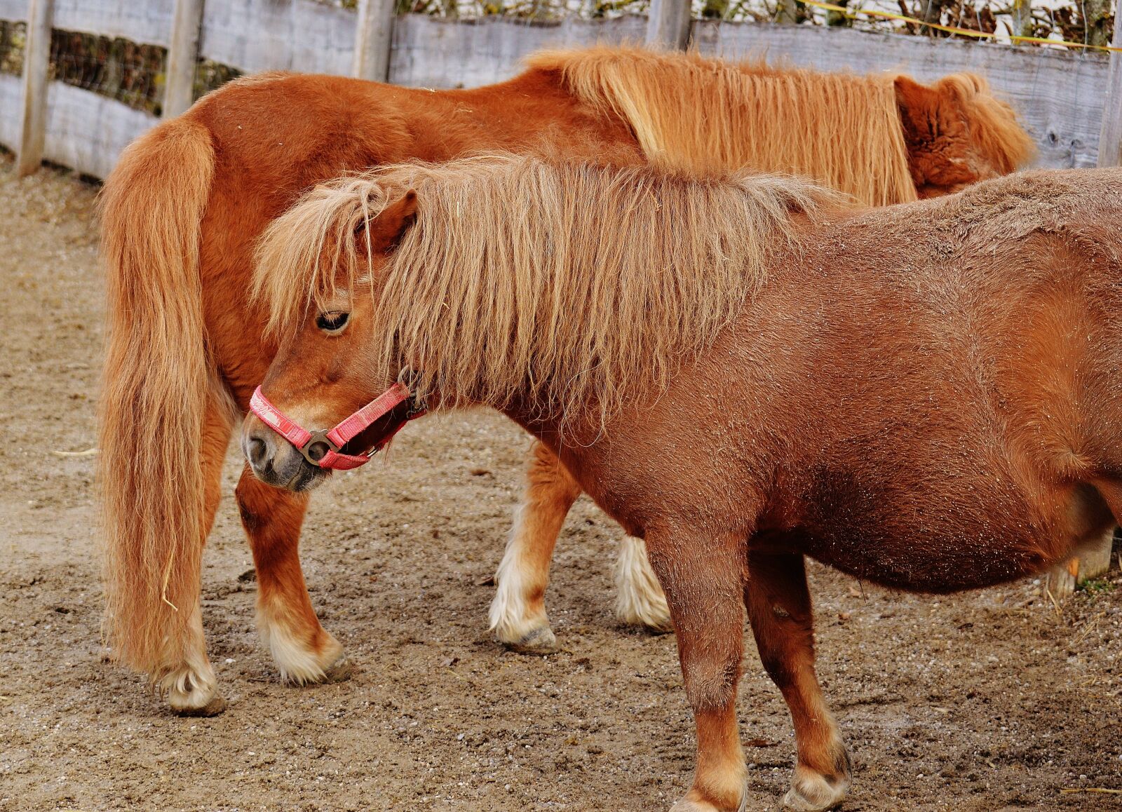 Nikon D3200 sample photo. Pony, animal rescue, horses photography