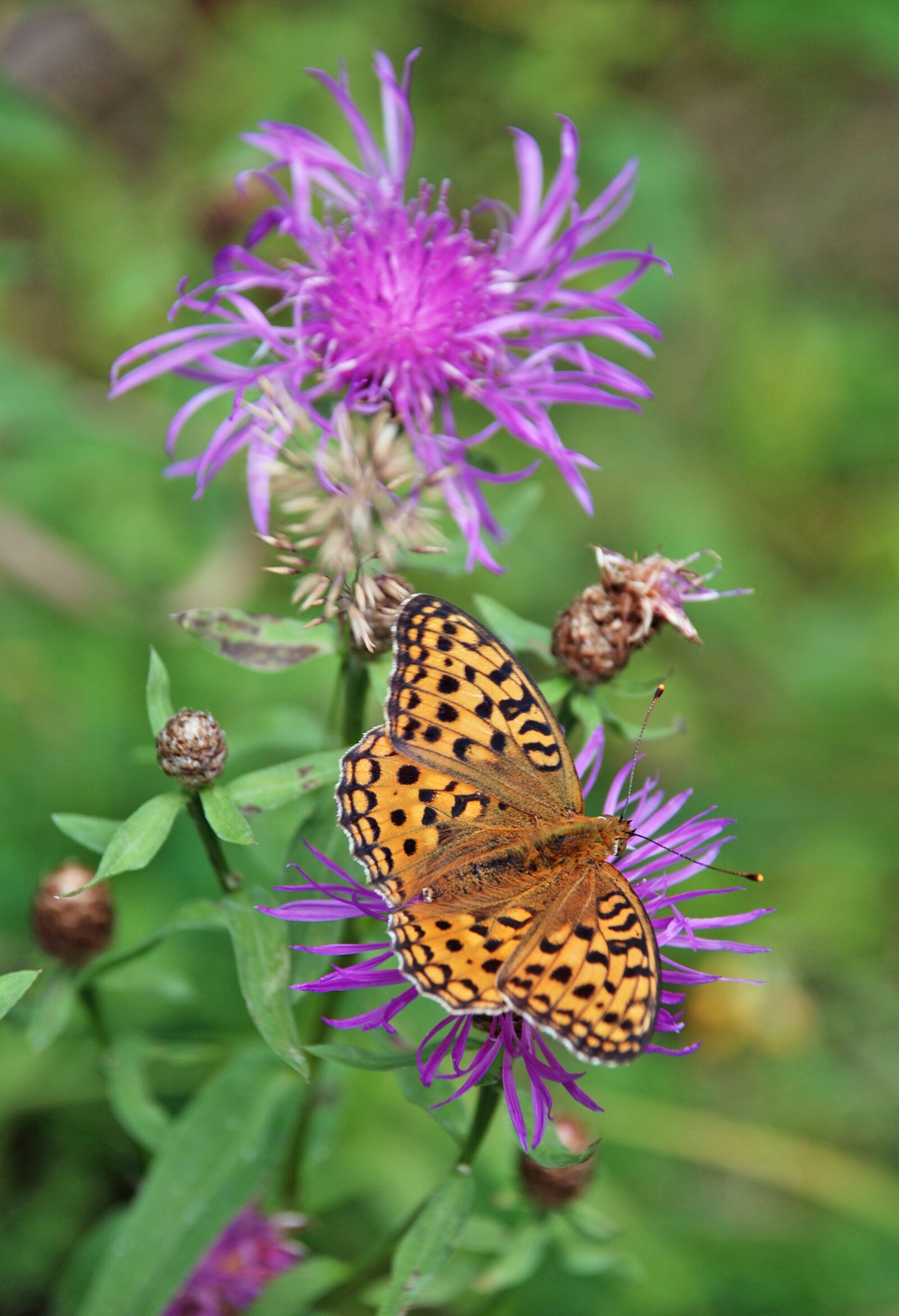 Nikon D80 sample photo. Butterfly, meadow, flower photography